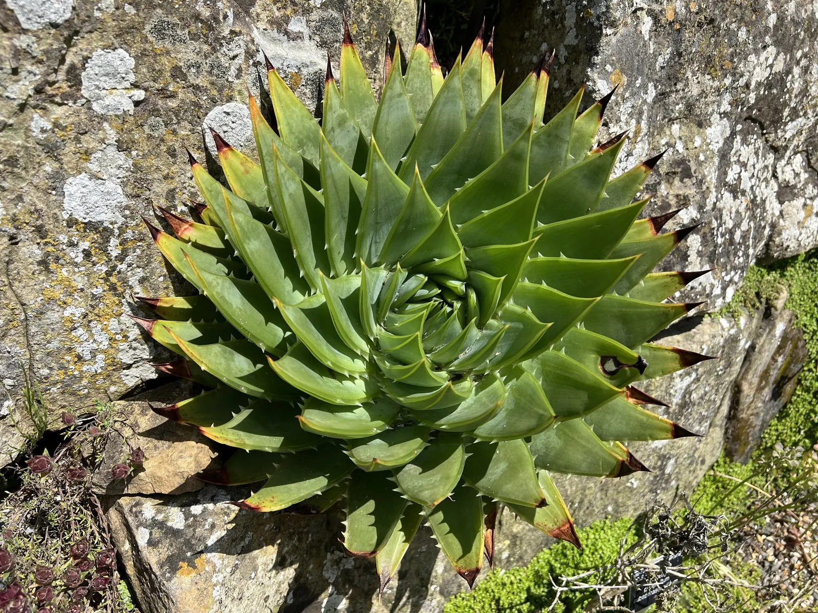 Spiral Aloe (Aloe Polyphylla) — Its optimal growth zones range from USDA zones 7b to 11.<br><br>For maximum visual impact; water moderately, allowing soil to