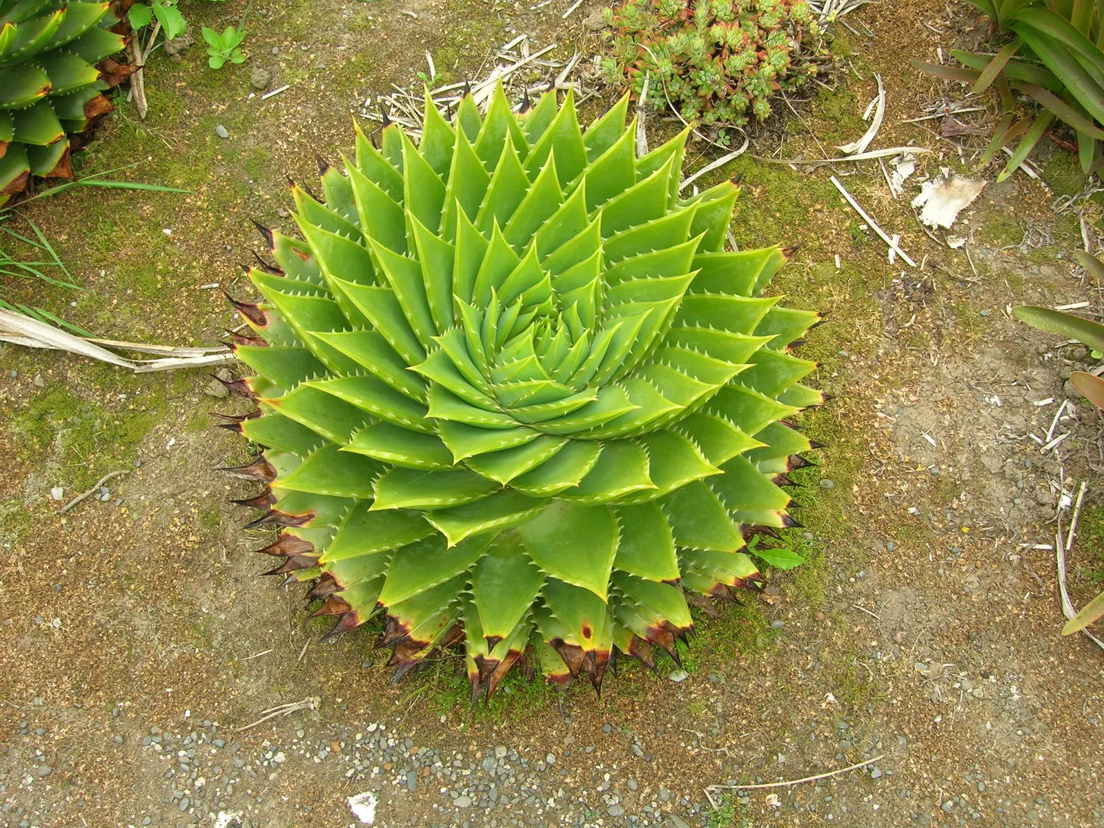 Spiral Aloe (Aloe Polyphylla) — thriving in sandy or gravelly substrates