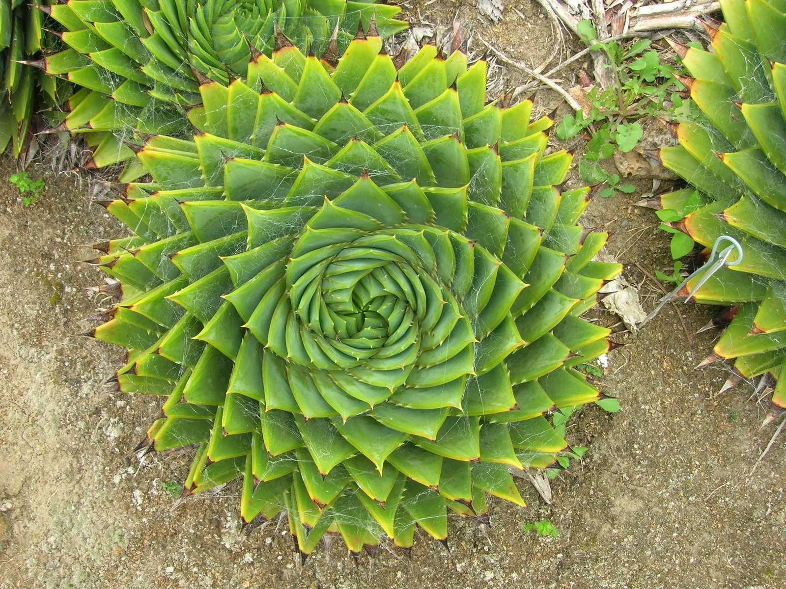Spiral Aloe (Aloe Polyphylla) — Originating from the high mountains of Lesotho in southern Africa