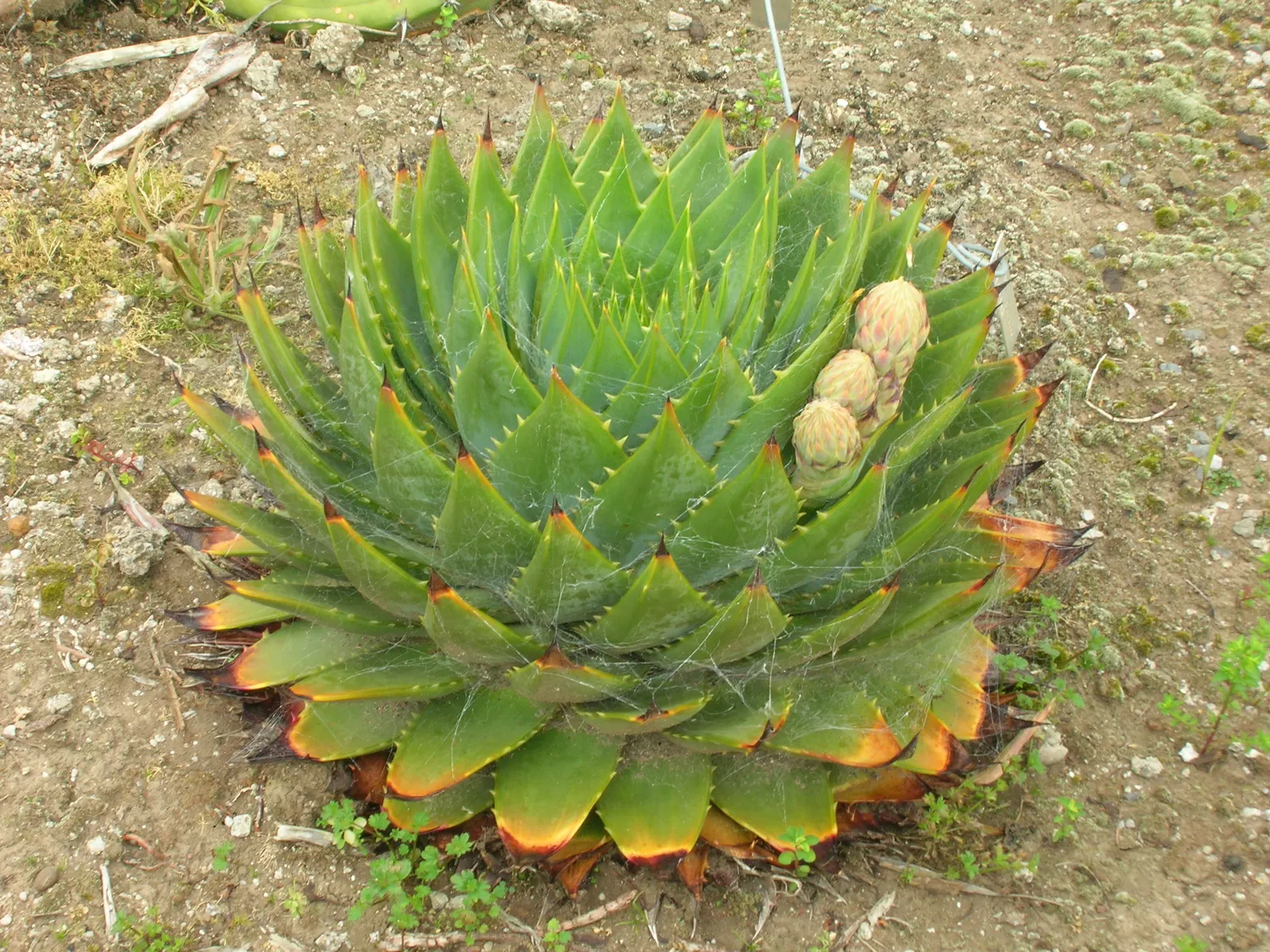 Spiral Aloe (Aloe Polyphylla) — In environments with particularly intense afternoon sun, some shade is recommended to prevent leaf scorch
