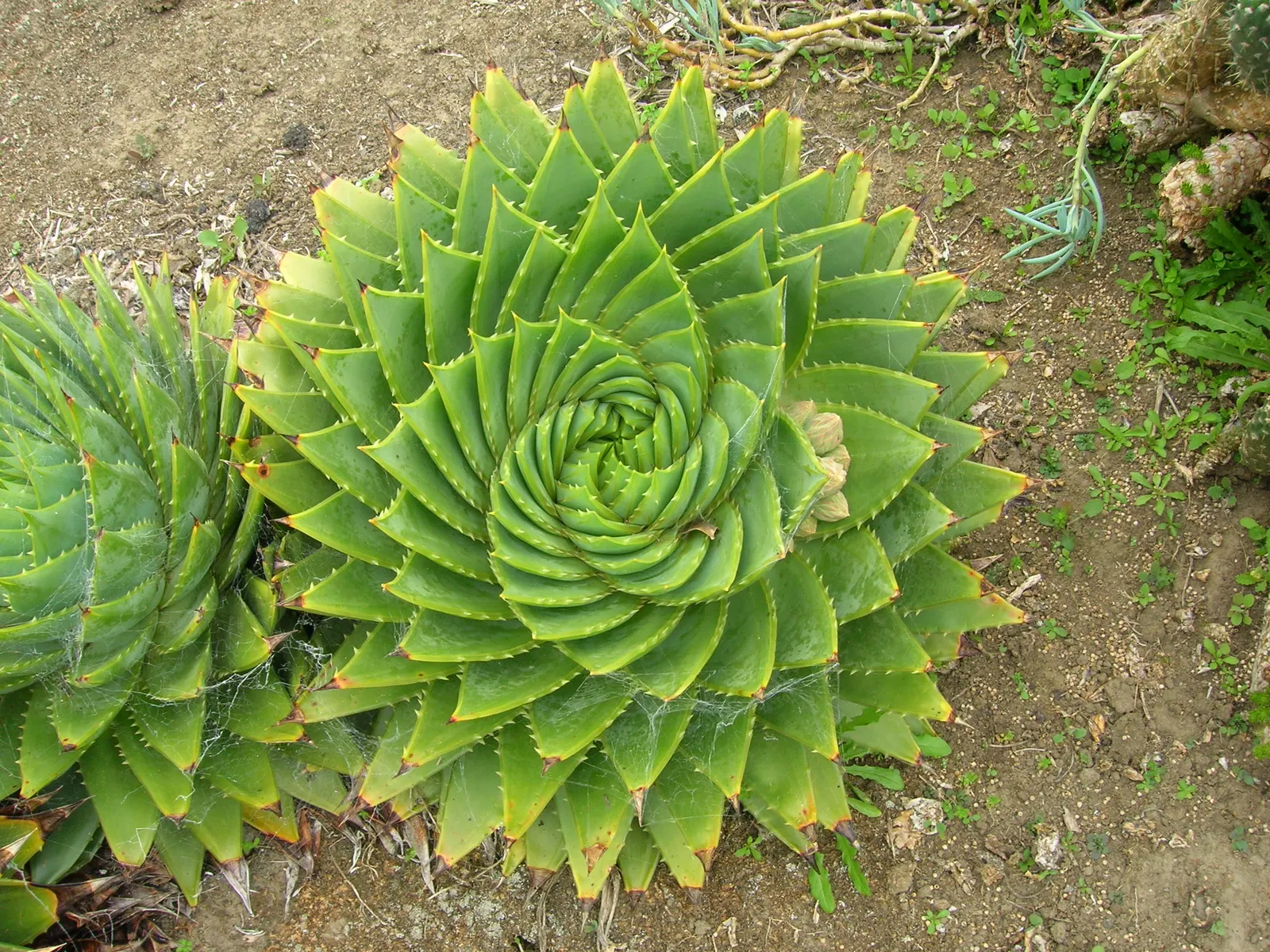 Spiral Aloe (Aloe Polyphylla) — as it can endure temperatures only as low as about 20&deg;F; red flowers in the garden