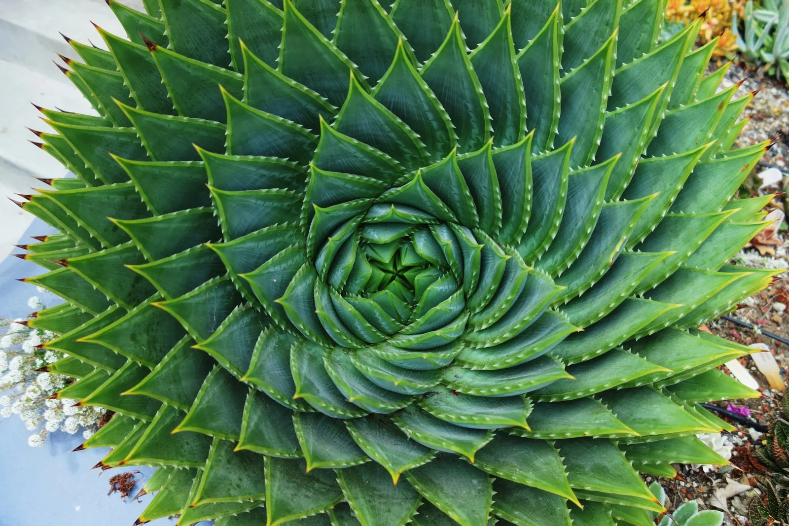 Spiral Aloe (Aloe Polyphylla) — you'll appreciate its versatility and low maintenance; as it can endure temperatures only as low as about 20&deg;F