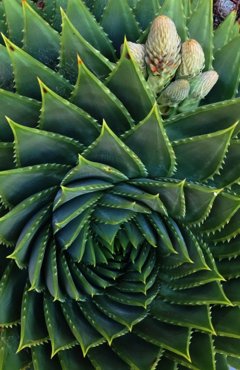 Spiral Aloe (Aloe Polyphylla) — Hardy in USDA Zones 7b-11, it requires well-drained soil and full to partial sun