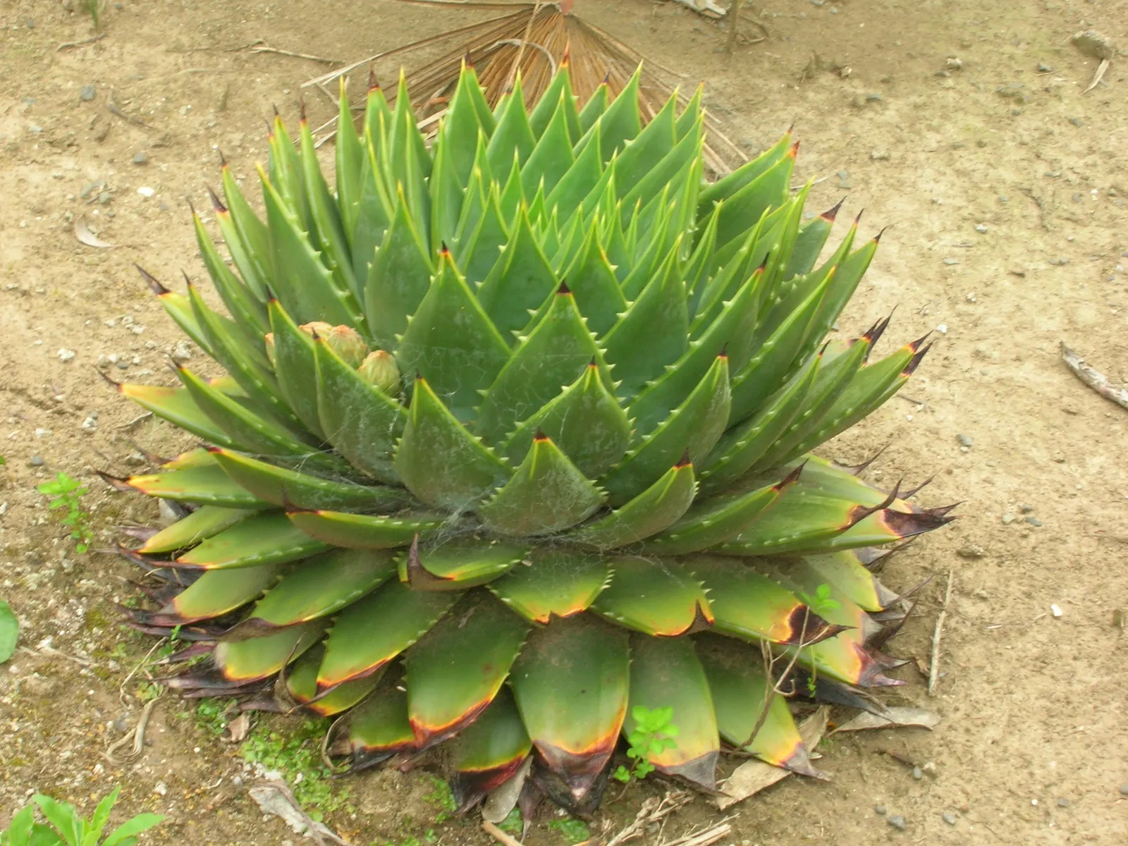 Spiral Aloe (Aloe Polyphylla) — Reaching up to 1 foot in height and 2 feet in diameter; in environments with particularly intense afternoon sun, some shade is