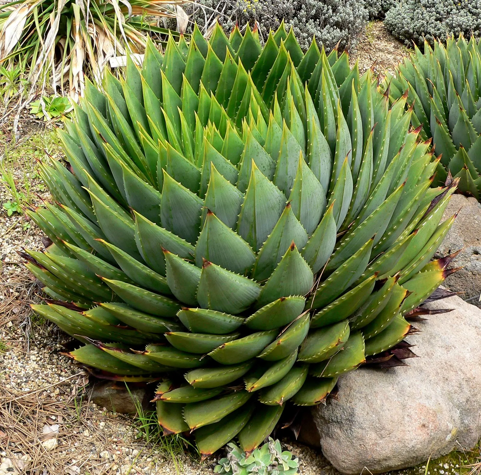 Spiral Aloe (Aloe Polyphylla) — as it can endure temperatures only as low as about 20&deg;F