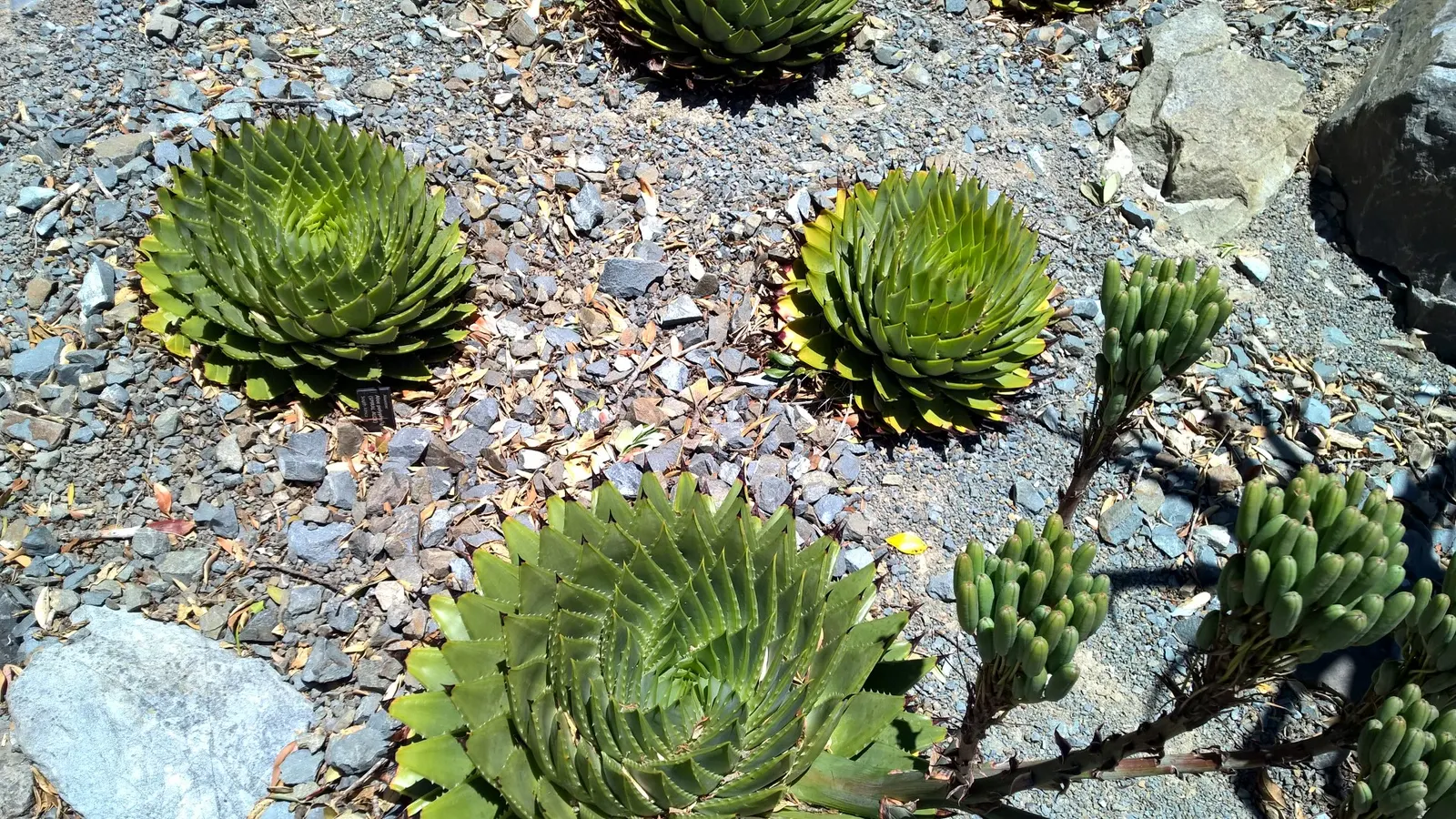 Spiral Aloe (Aloe Polyphylla) — Water moderately, allowing soil to dry between watering, and protect from frost for optimal growth