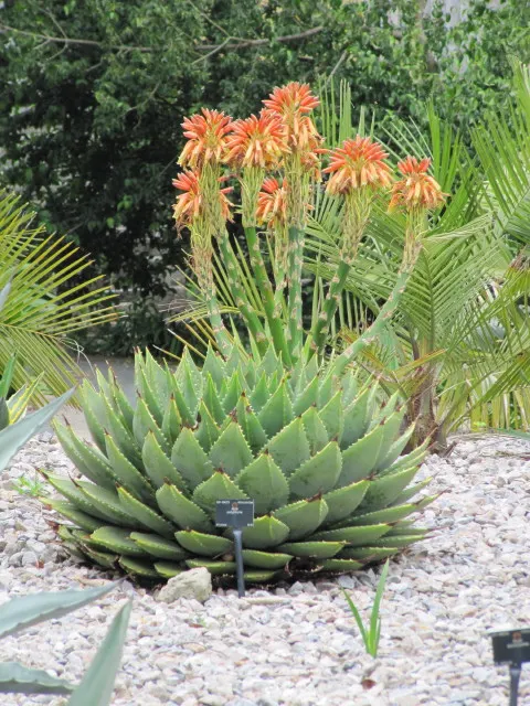 Spiral Aloe (Aloe Polyphylla) — This plant necessitates a well-draining soil composition to prevent root rot