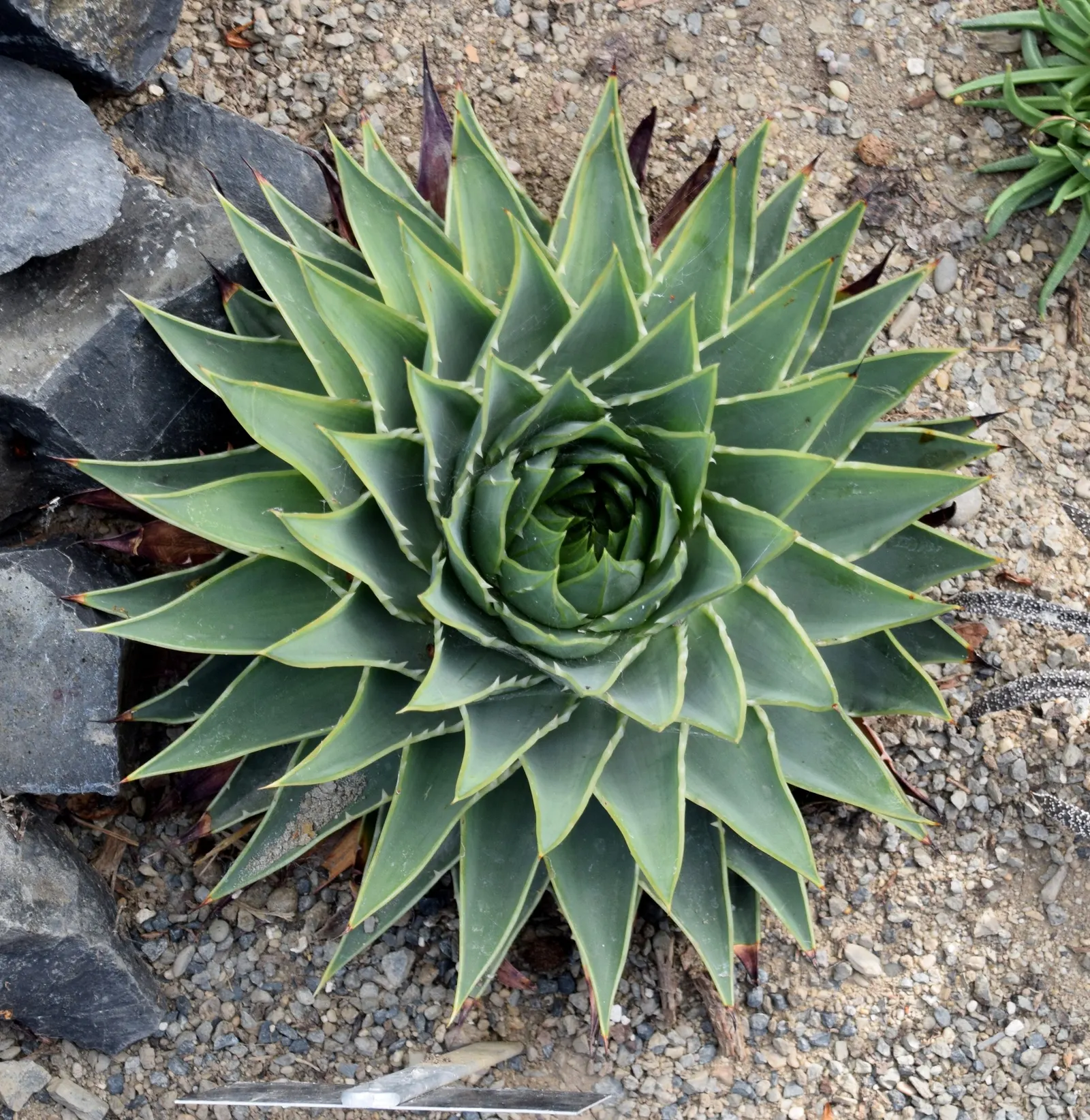 Spiral Aloe (Aloe Polyphylla) — Reaching up to 1 foot in height and 2 feet in diameter