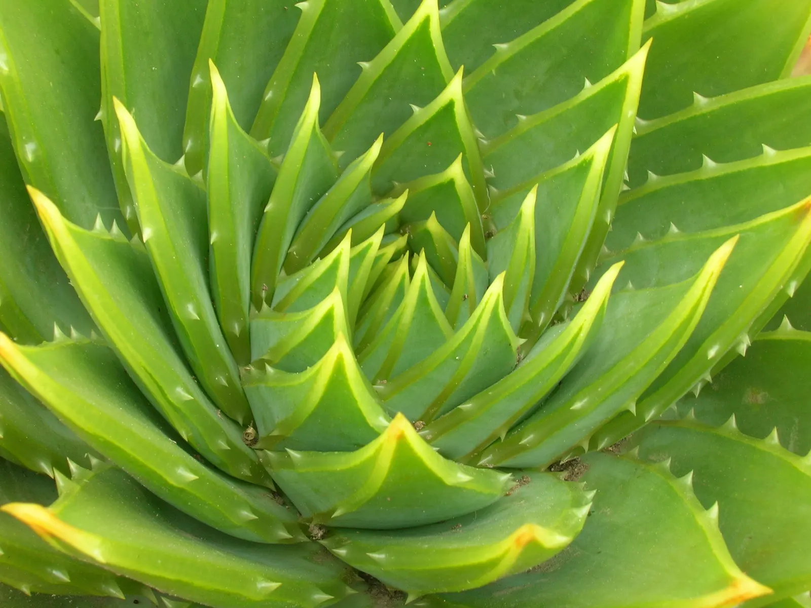 Spiral Aloe (Aloe Polyphylla) — It rarely blooms in cultivation