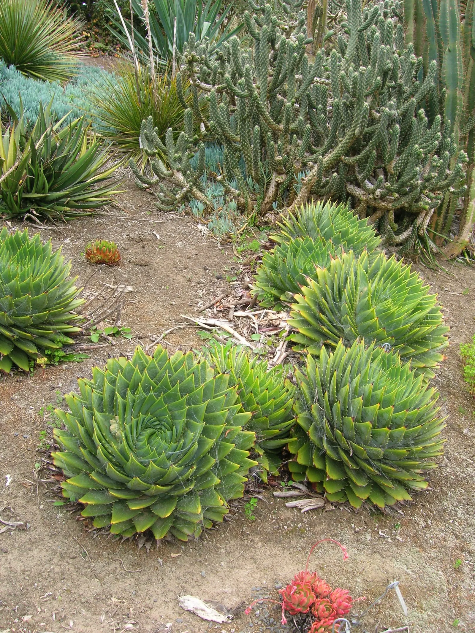 Spiral Aloe (Aloe Polyphylla) — thriving in sandy or gravelly substrates; reaching up to 1 foot in height and 2 feet in diameter