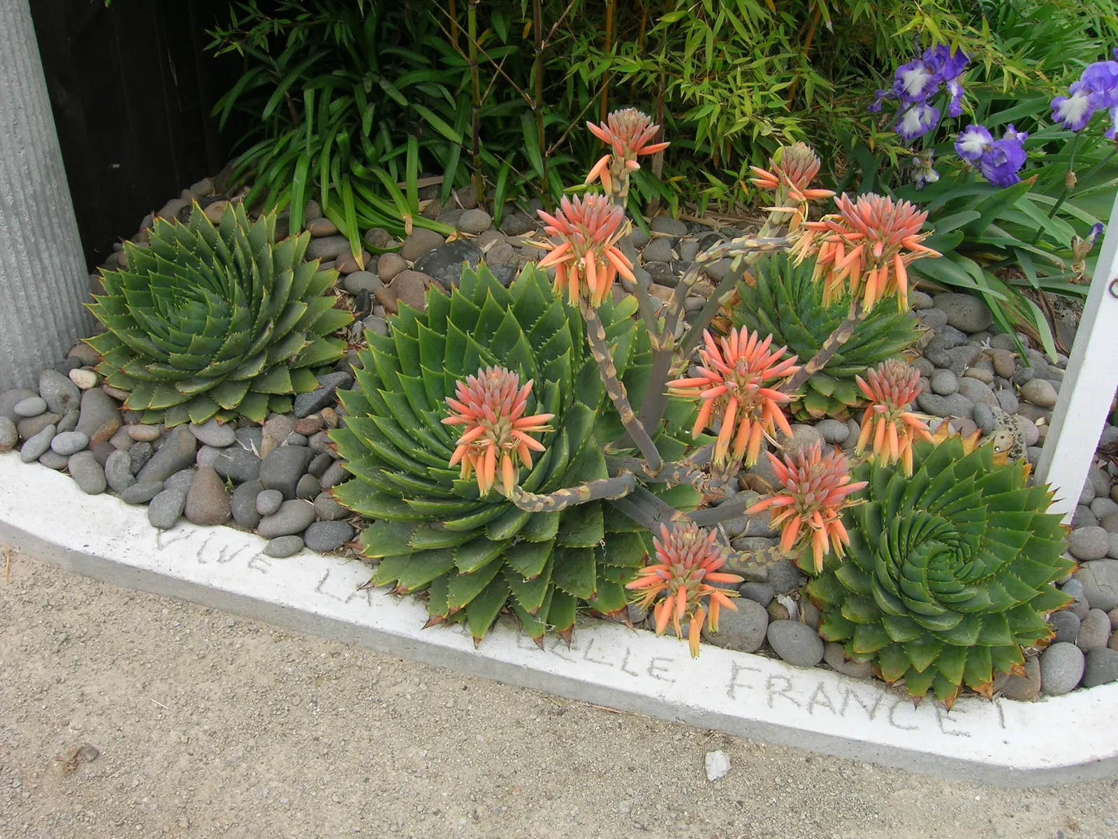 Spiral Aloe (Aloe Polyphylla) — it's essential to provide protection from hard frosts
