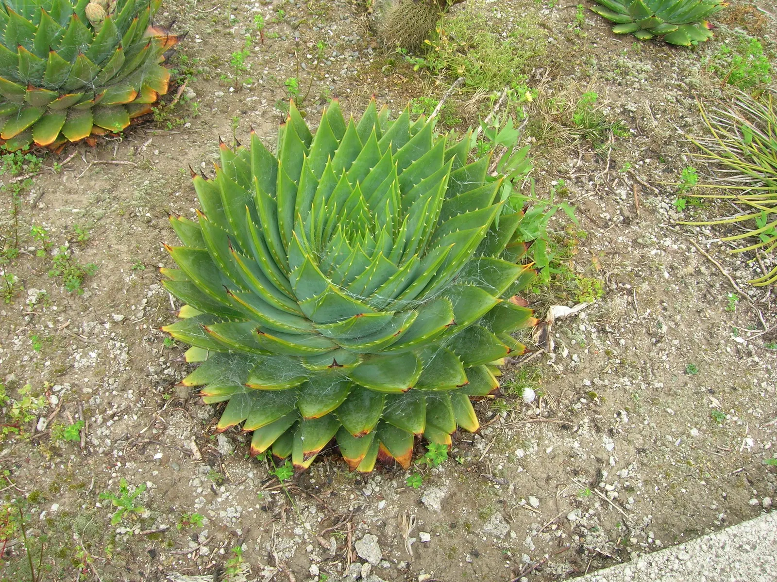 Spiral Aloe (Aloe Polyphylla) — it's essential to provide protection from hard frosts; aloe polyphylla should be planted in full sun to partial shade