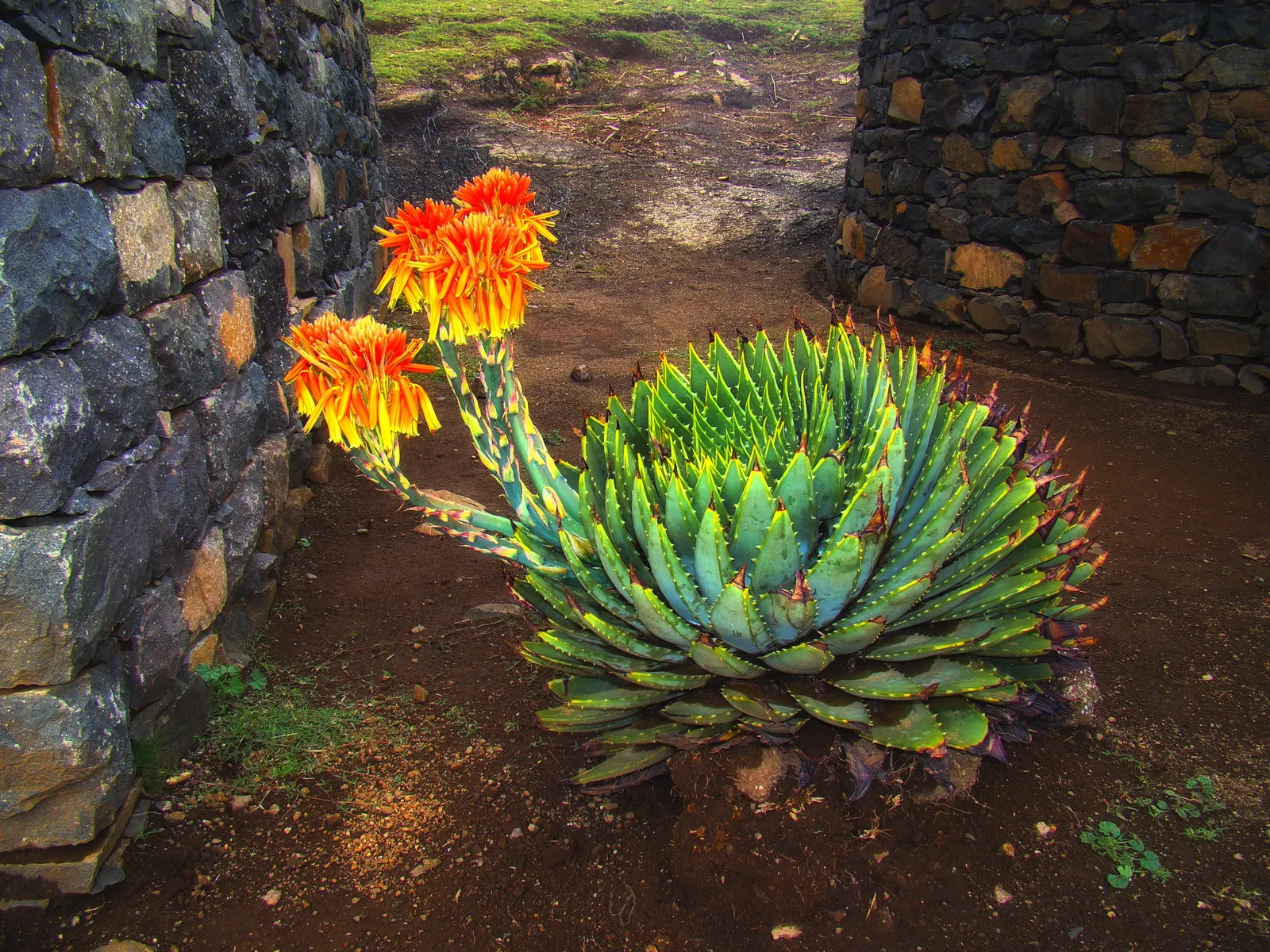 Spiral Aloe (Aloe Polyphylla) — this rare plant is perfect for rock gardens or as a focal point