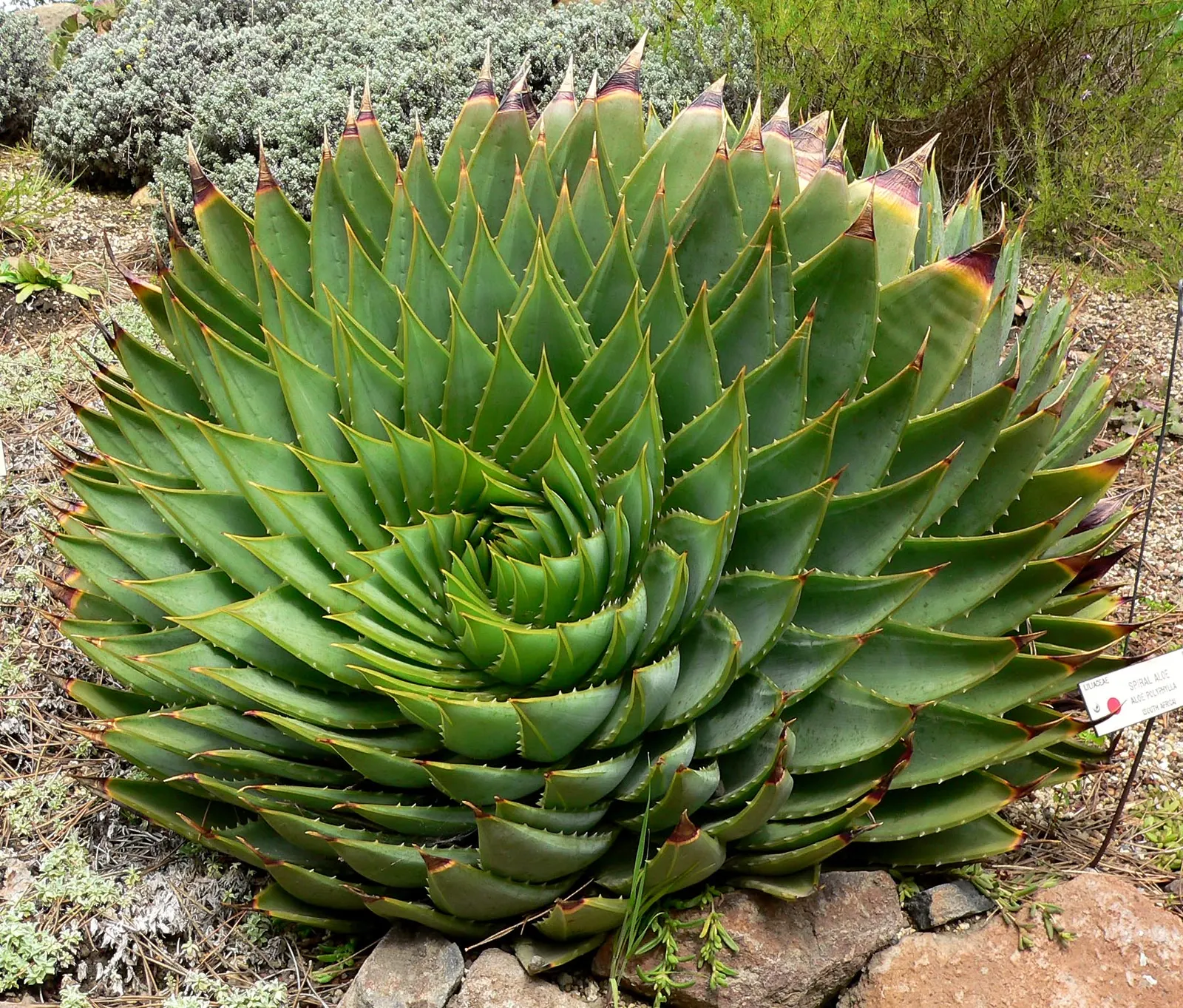 Spiral Aloe (Aloe Polyphylla) — the Spiral Aloe produces an eye-catching flower spike up to 2 feet tall