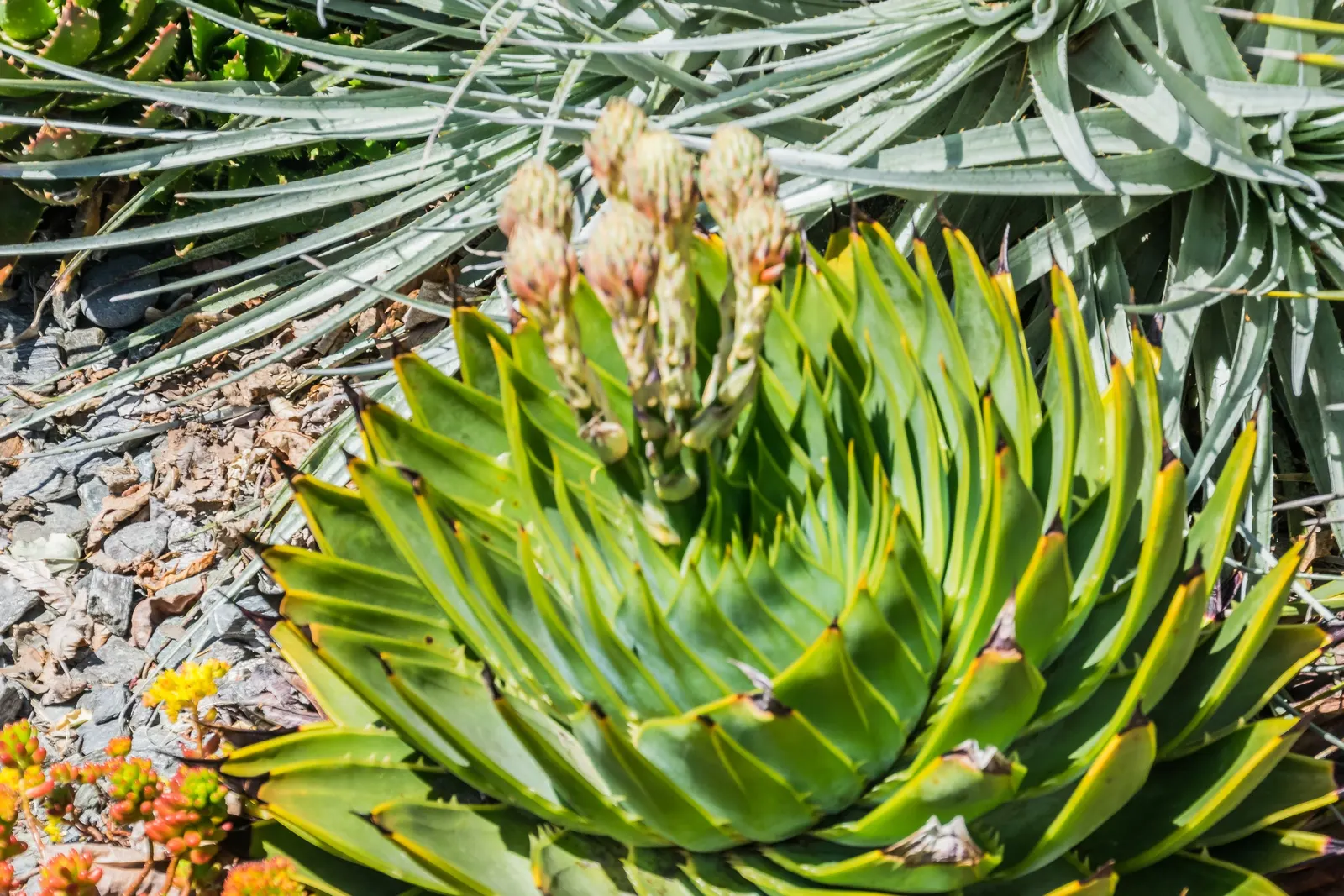 Spiral Aloe (Aloe Polyphylla) — forming a rosette that can grow up to 1 foot in diameter.<br><br>As a landscape architect