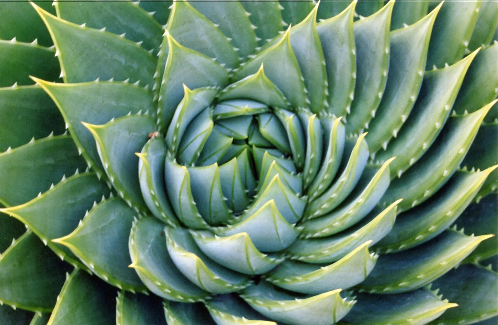 Spiral Aloe (Aloe Polyphylla) — Hardy in USDA Zones 7b-11, it requires well-drained soil and full to partial sun; this plant necessitates a well-draining soil