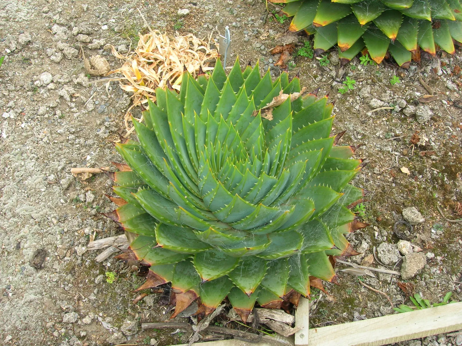 Spiral Aloe (Aloe Polyphylla) — succulent with red blooms