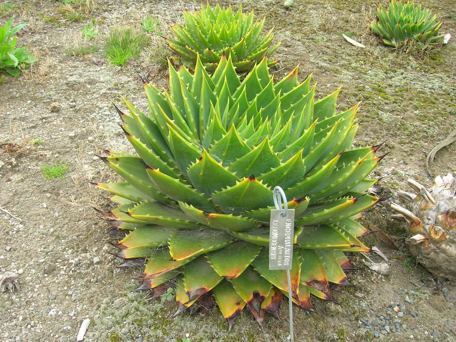 Spiral Aloe (Aloe Polyphylla) — Water moderately, allowing soil to dry between watering, and protect from frost for optimal growth; is a truly distinctive and