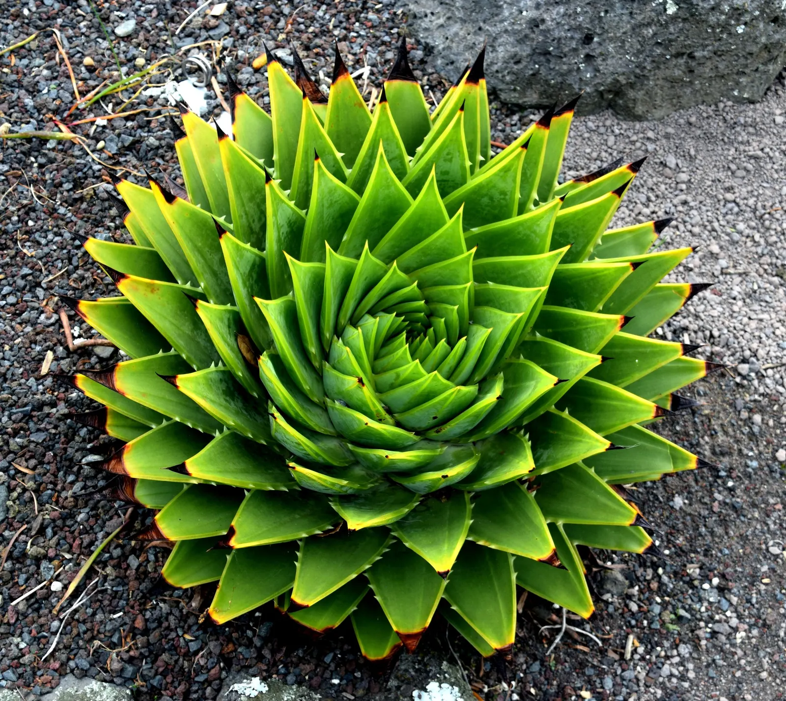 Spiral Aloe (Aloe Polyphylla) — or as part of a drought-resistant plant collection.<br><br>Its water requirements are modest