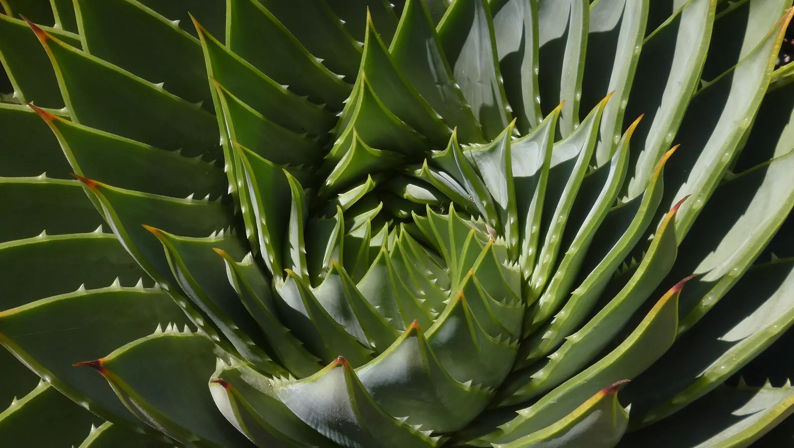 Spiral Aloe (Aloe Polyphylla) — The Spiral Aloe (Aloe polyphylla) is a stunning succulent, famous for its symmetrical spiral pattern of leaves