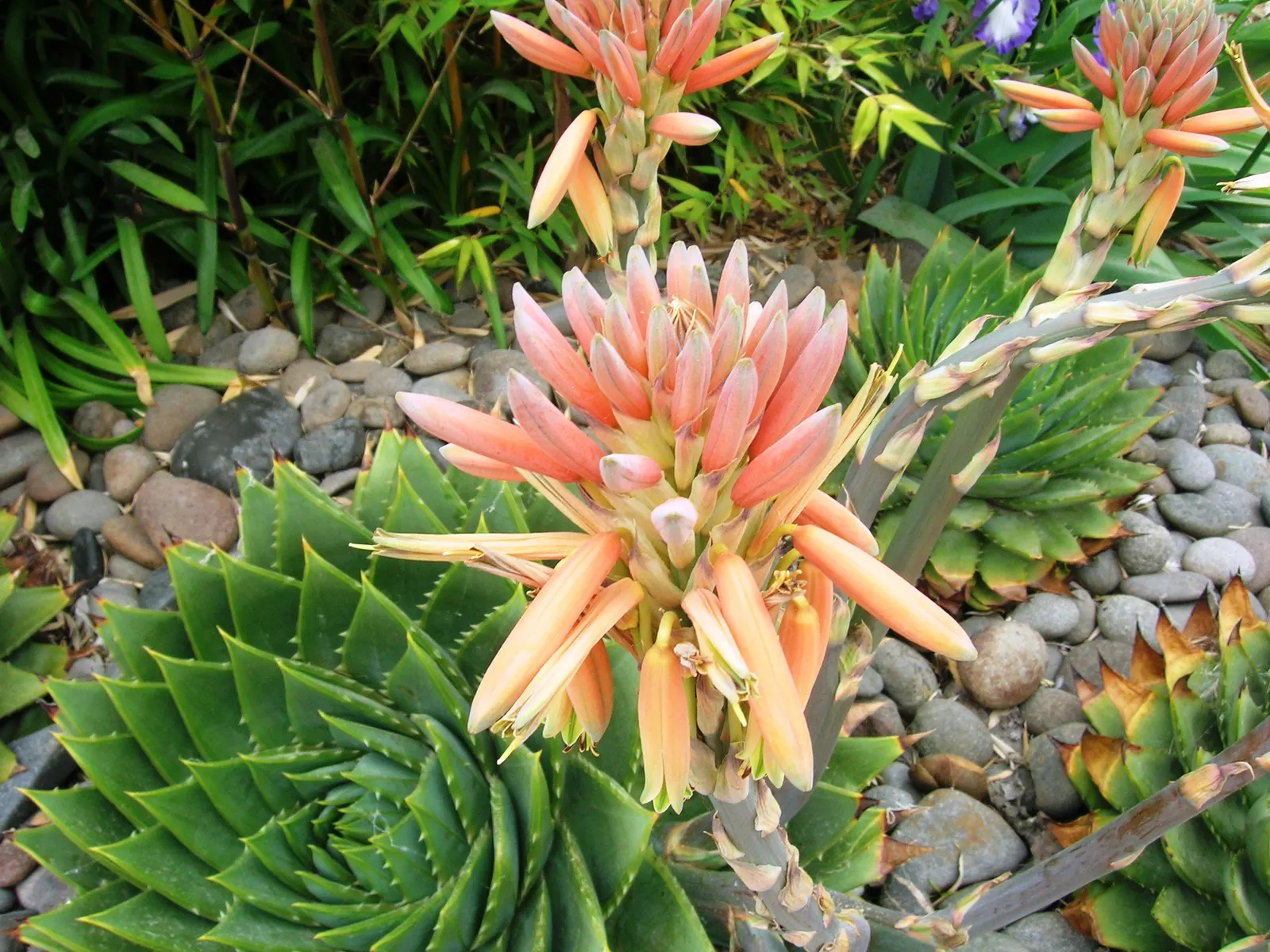 Spiral Aloe (Aloe Polyphylla) — The Spiral Aloe (Aloe polyphylla) is a stunning succulent, famous for its symmetrical spiral pattern of leaves; this rare plant