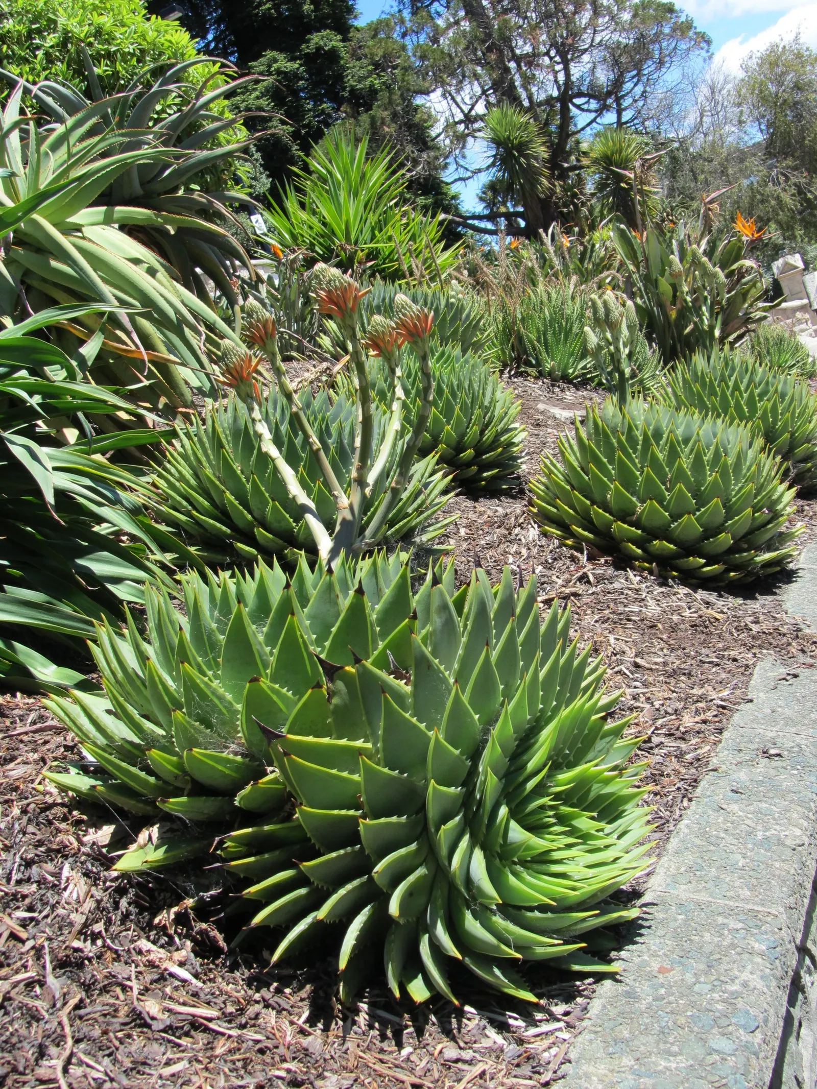 Spiral Aloe (Aloe Polyphylla) — this rare plant is perfect for rock gardens or as a focal point; succulent with red blooms