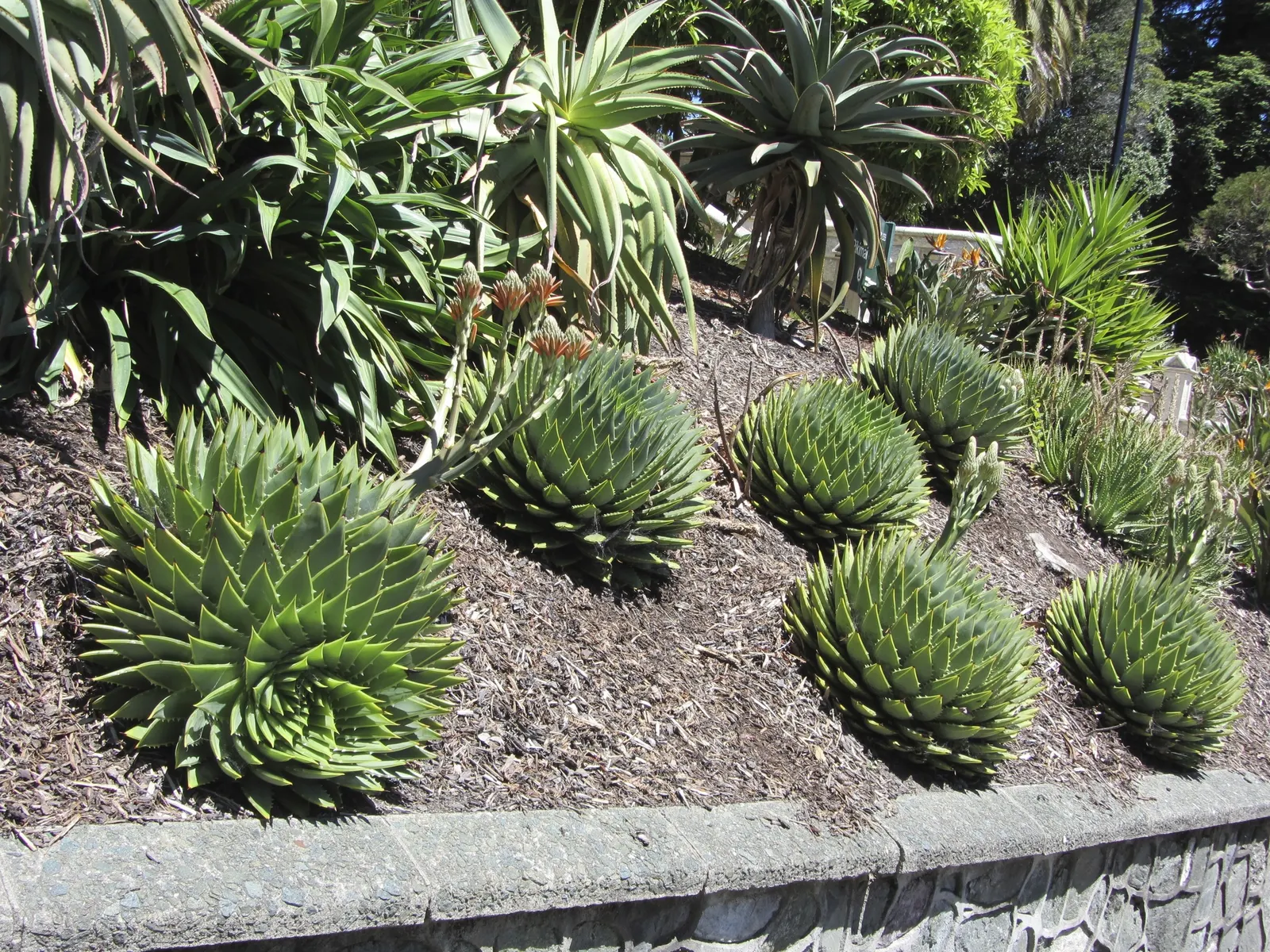 Spiral Aloe (Aloe Polyphylla) — fleshy leaves that spiral either clockwise or counterclockwise from the center; the Spiral Aloe (Aloe polyphylla) is a stunning