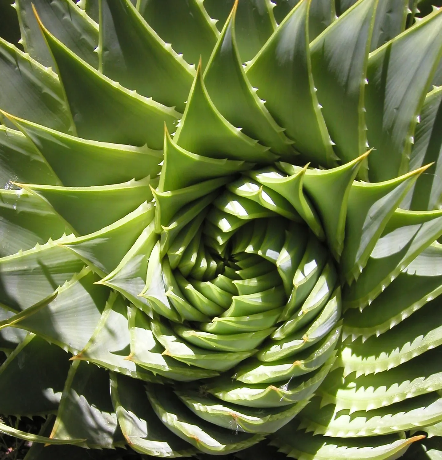 Spiral Aloe (Aloe Polyphylla) — Originating from the high mountains of Lesotho in southern Africa; or as part of a drought-resistant plant