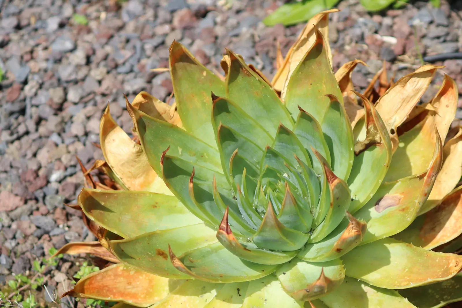 Spiral Aloe (Aloe Polyphylla) — only needing supplemental water during the growing season and very little during the winter