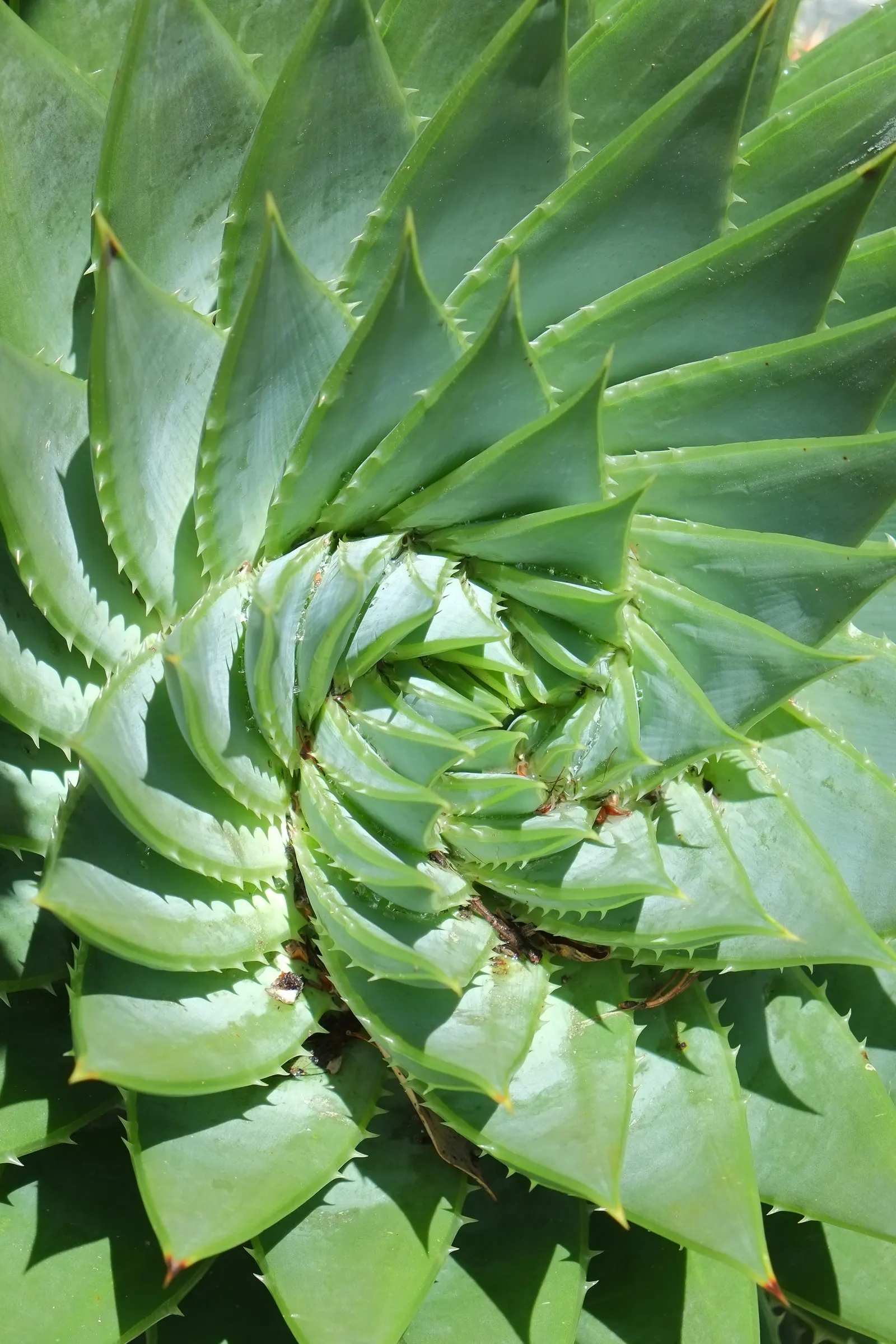 Spiral Aloe (Aloe Polyphylla) — fleshy leaves that spiral either clockwise or counterclockwise from the center
