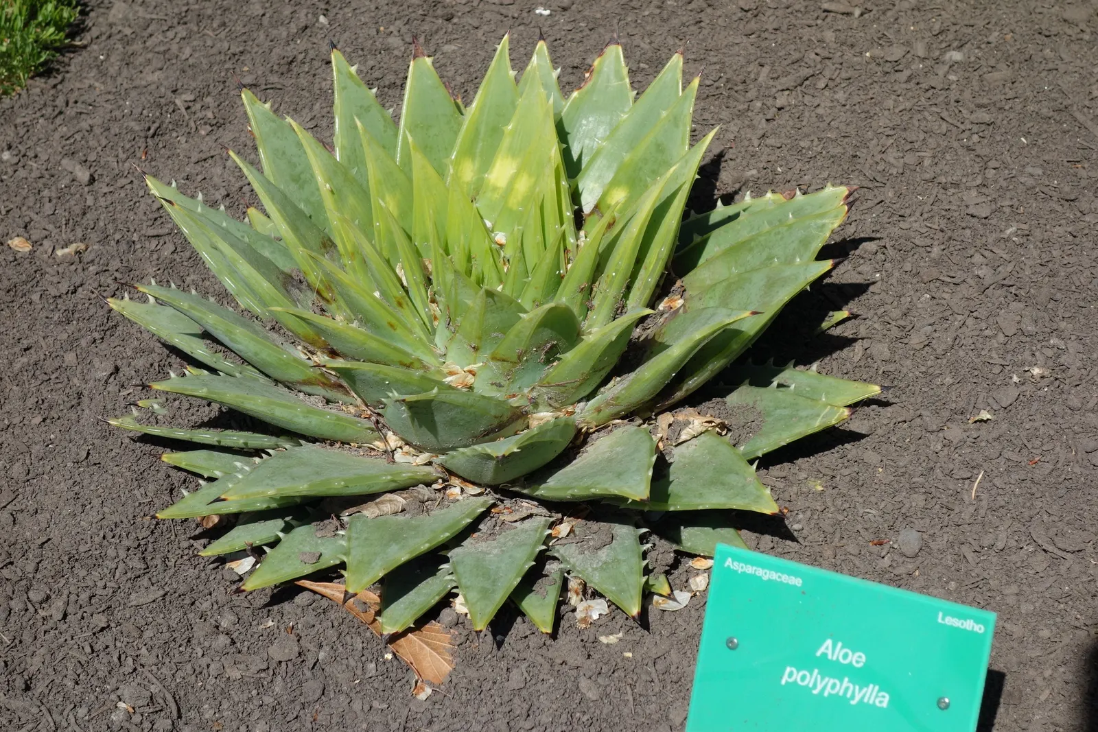 Spiral Aloe (Aloe Polyphylla) — While it is tolerant of cold