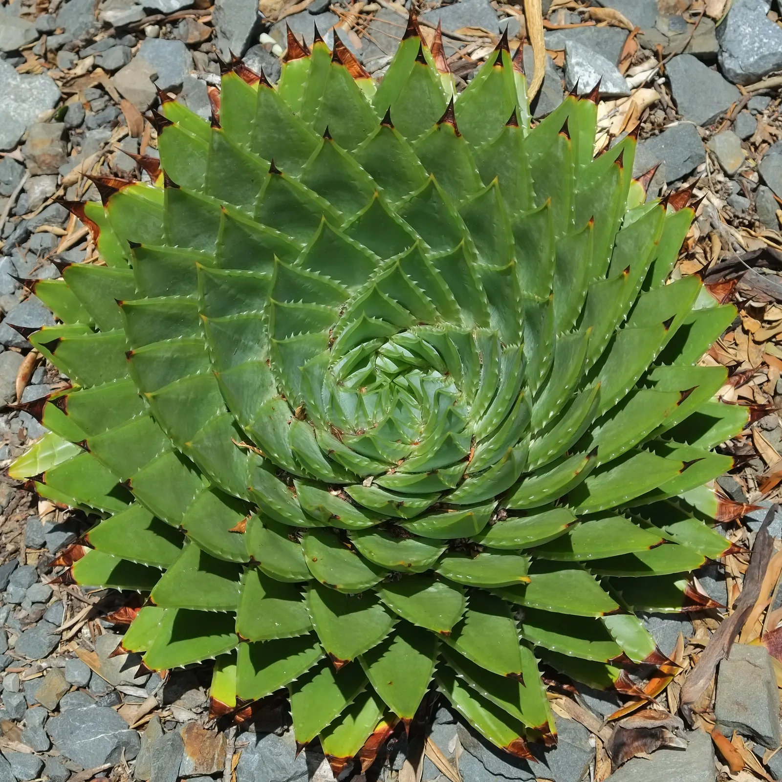 Spiral Aloe (Aloe Polyphylla) — you'll appreciate its versatility and low maintenance