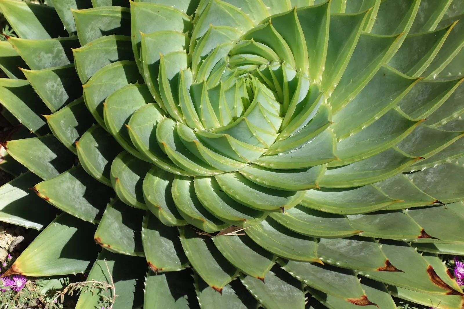 Spiral Aloe (Aloe Polyphylla) — Its optimal growth zones range from USDA zones 7b to 11.<br><br>For maximum visual impact