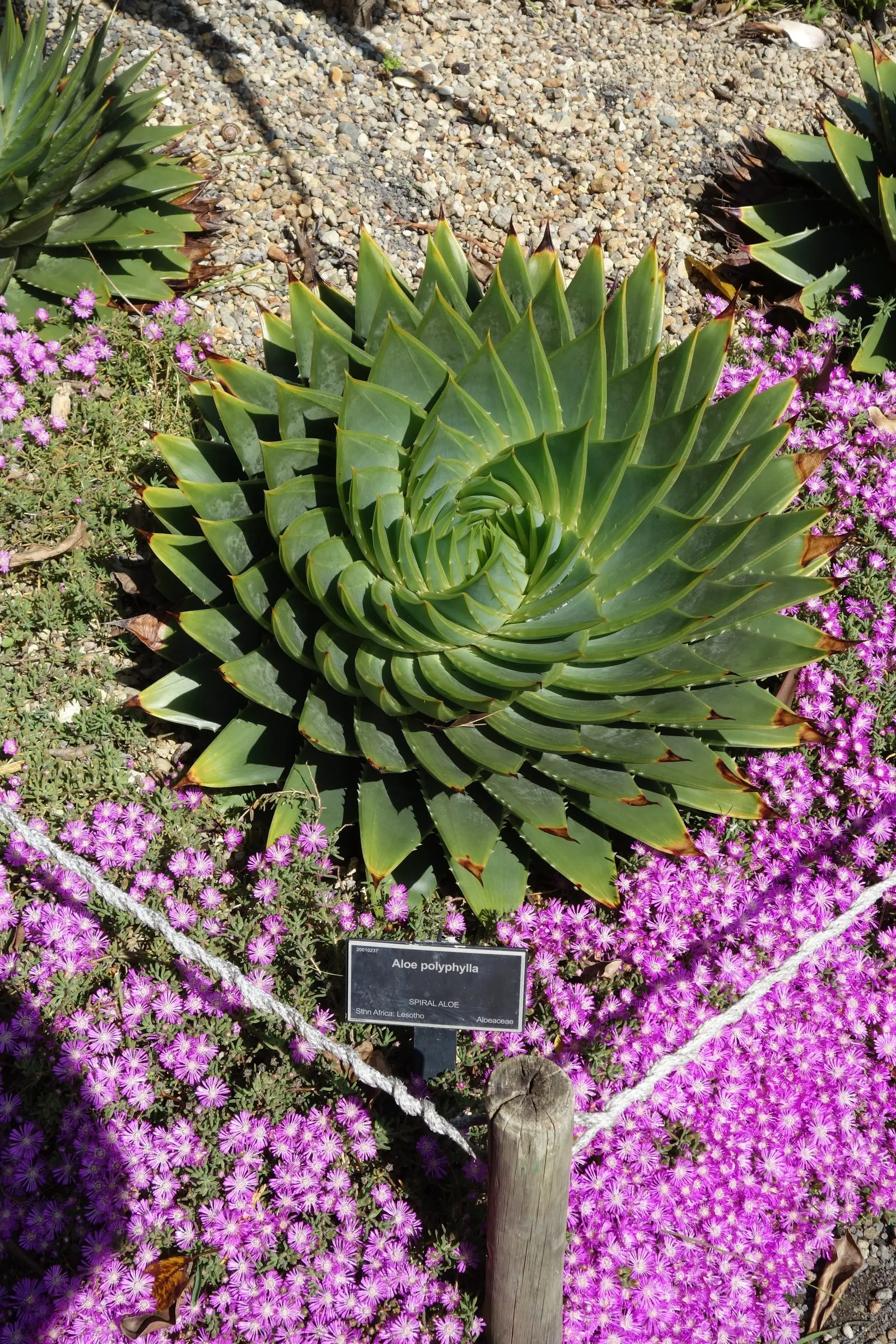 Spiral Aloe (Aloe Polyphylla) — Aloe polyphylla should be planted in full sun to partial shade
