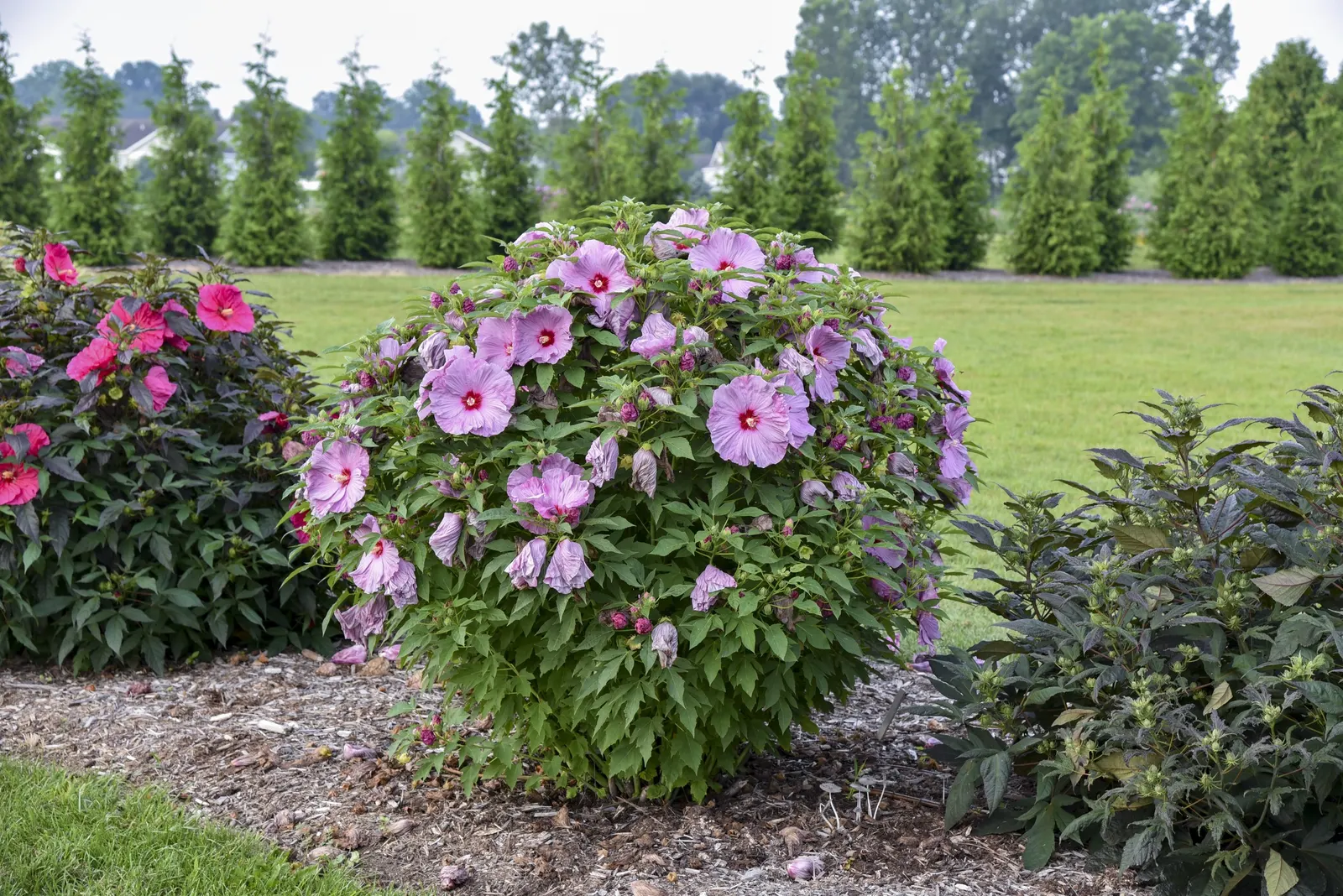 'Lilac Crush' Rose Mallow (Hibiscus hybrid) — It matures to 60-66 inches tall and 48-54 inches wide, forming a sturdy focal point