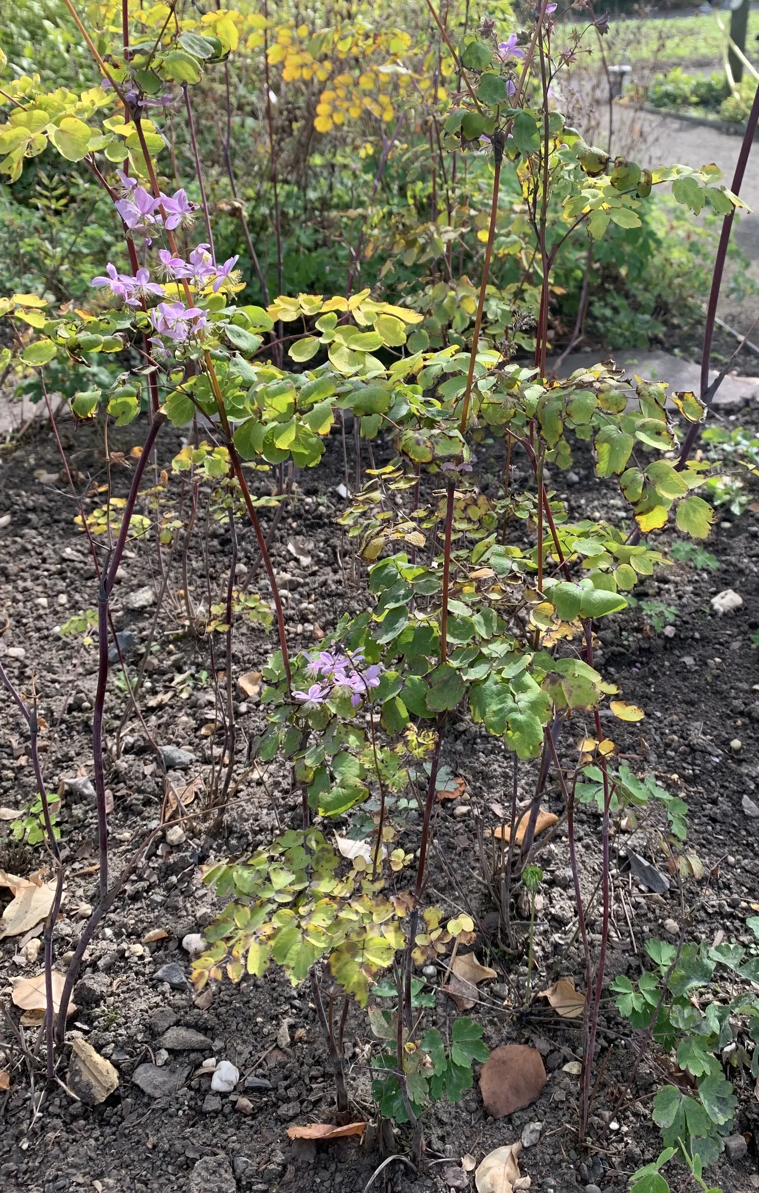 Giant Meadow Rue (Thalictrum Rochebruneanum) — airy elegance to any landscape design