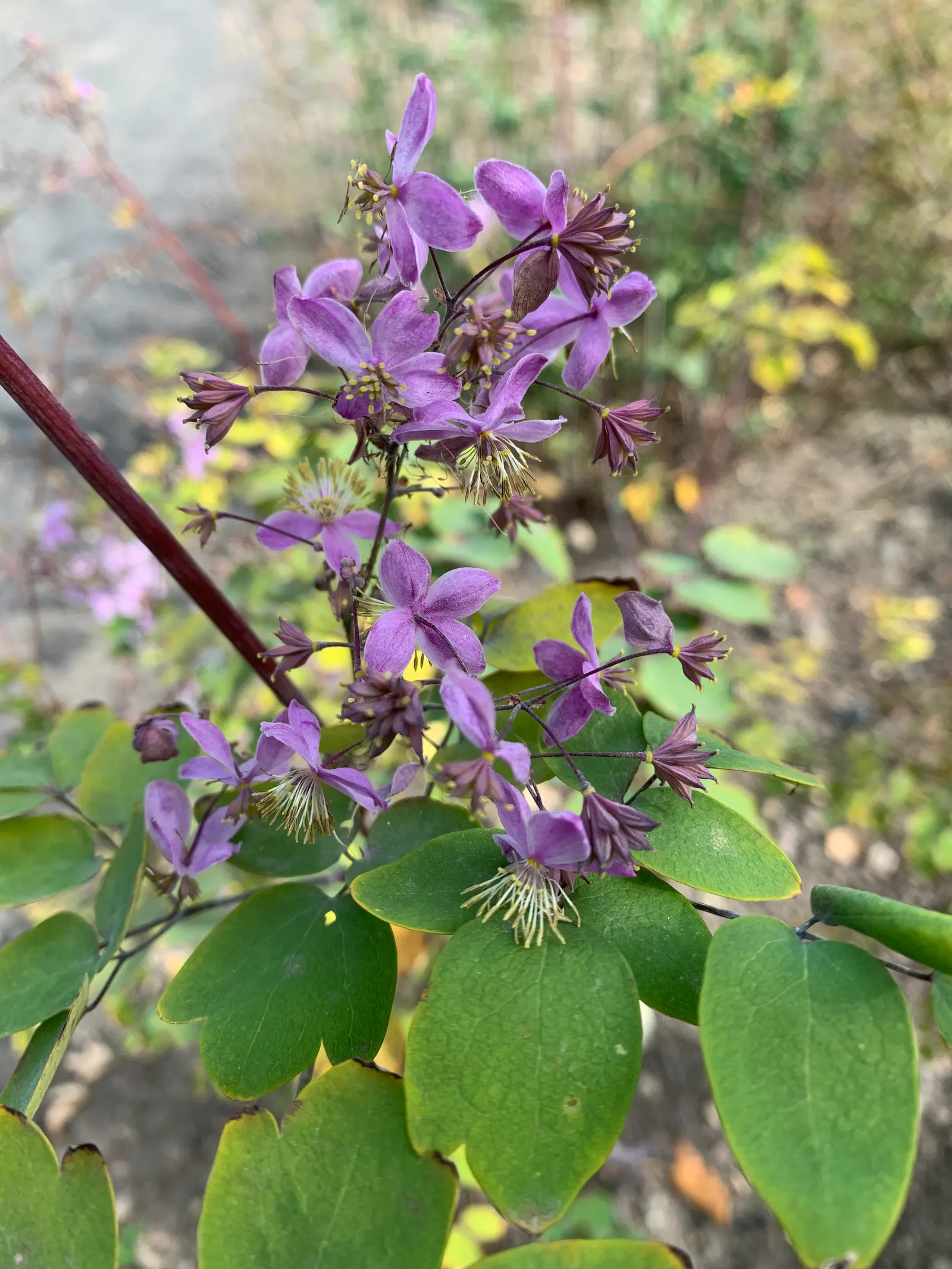 Giant Meadow Rue (Thalictrum Rochebruneanum) — is an impressive herbaceous perennial that brings a striking