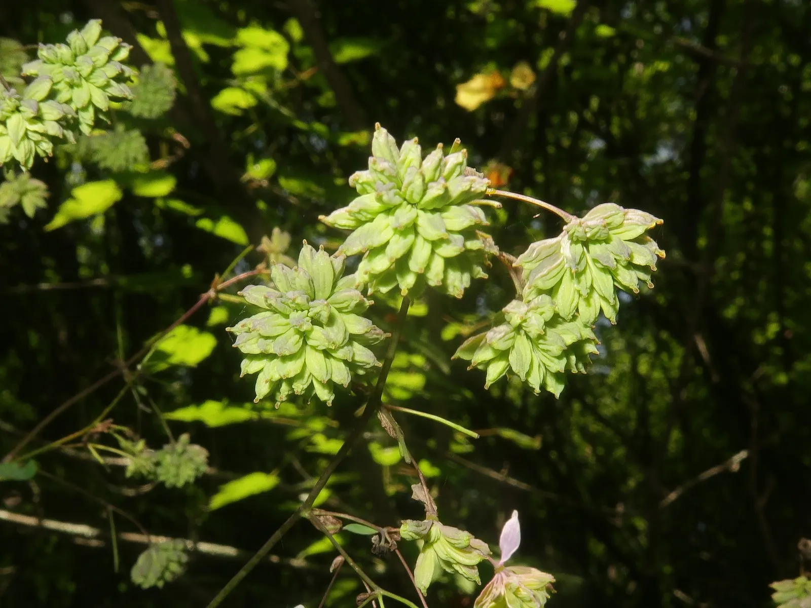 Giant Meadow Rue (Thalictrum Rochebruneanum) — vertical accent in any landscape design