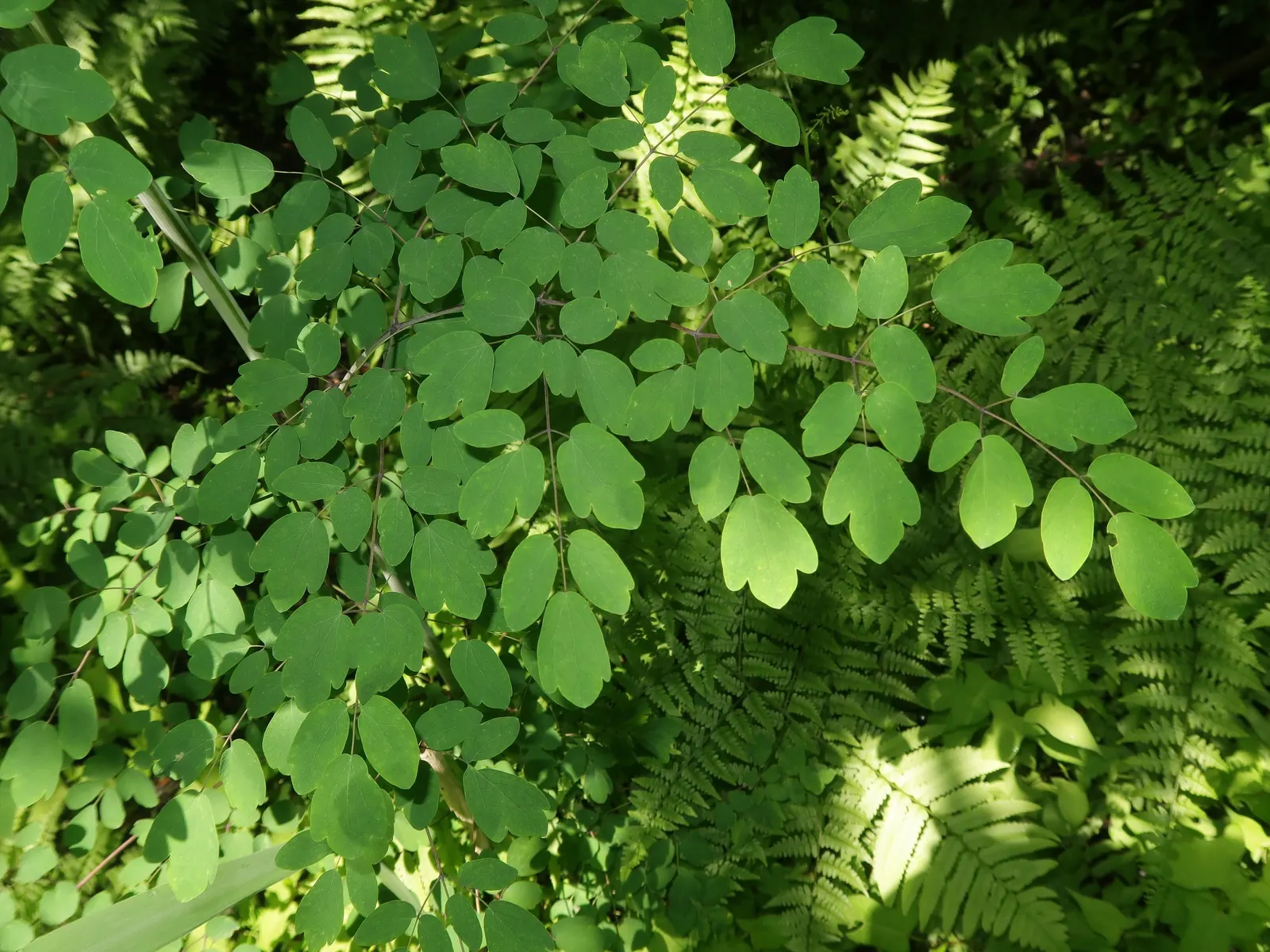 Giant Meadow Rue (Thalictrum Rochebruneanum) — This towering perennial blooms from mid to late summer