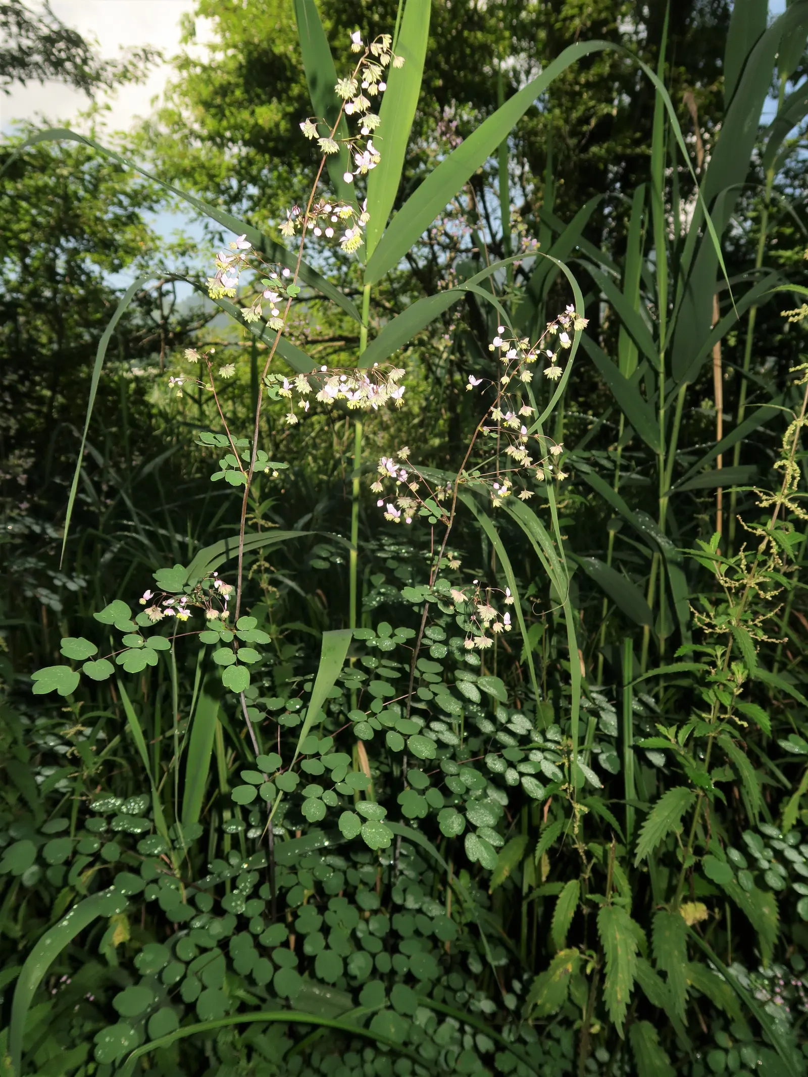 Giant Meadow Rue (Thalictrum Rochebruneanum) — Its fern-like foliage, with bluish-green leaves, adds delicate texture to garden spaces
