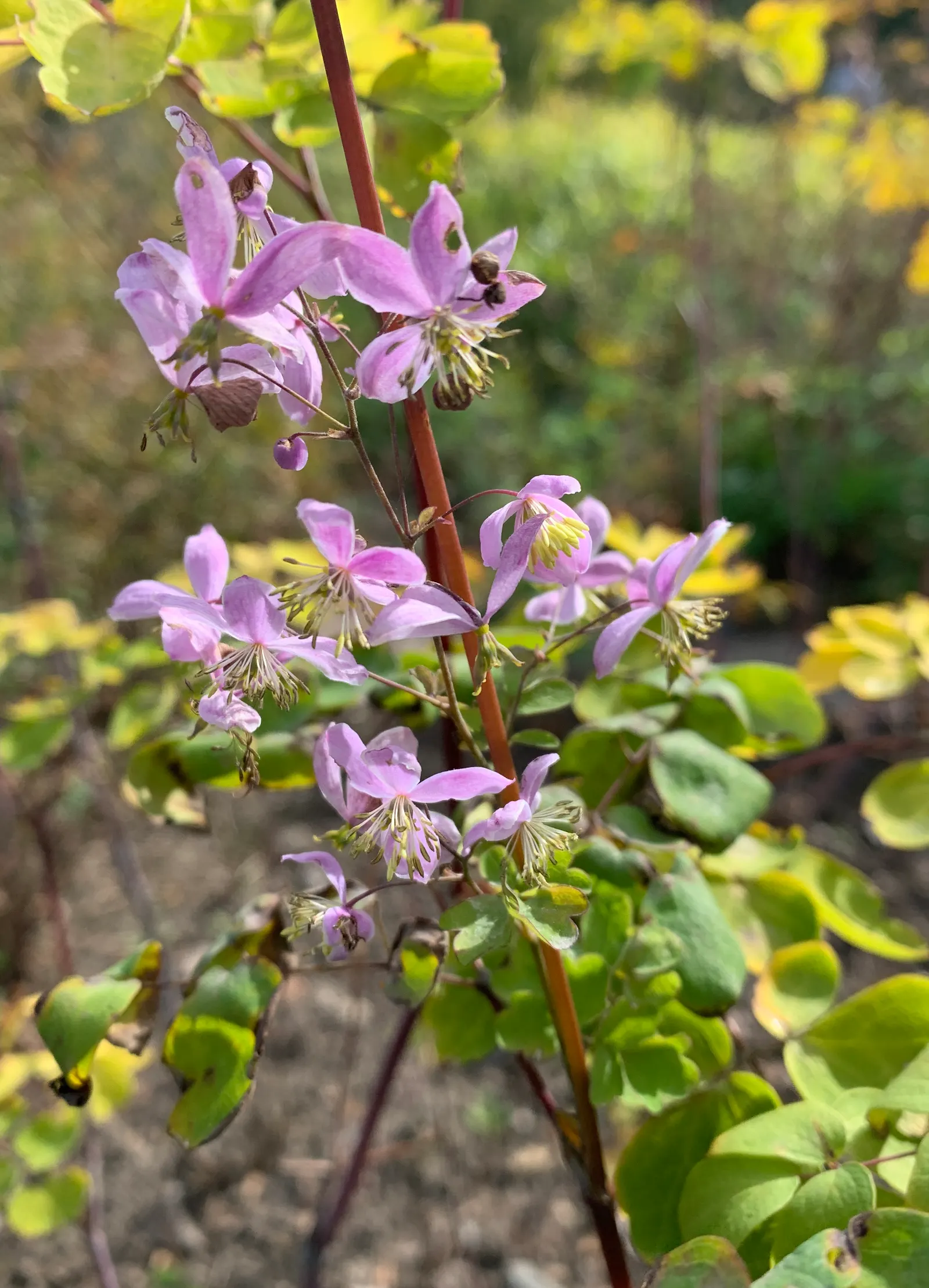Giant Meadow Rue (Thalictrum Rochebruneanum) — Thriving in USDA zones 4-7, it prefers partial shade and moist, well-drained soil