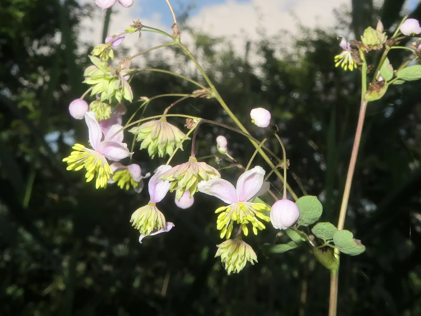 Giant Meadow Rue (Thalictrum Rochebruneanum) — providing a visually striking