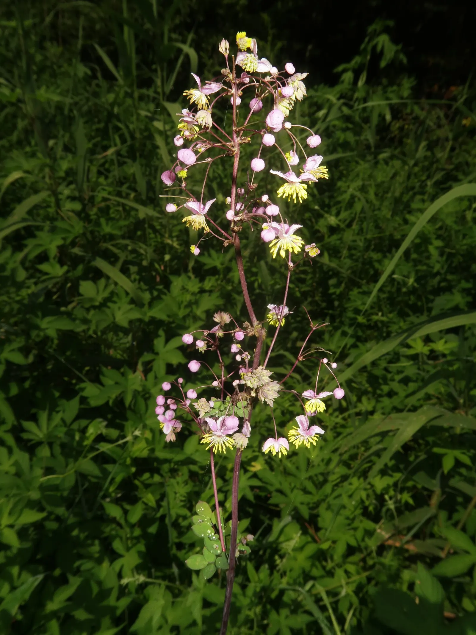 Giant Meadow Rue (Thalictrum Rochebruneanum) — reaching up to 6 feet high under optimal conditions
