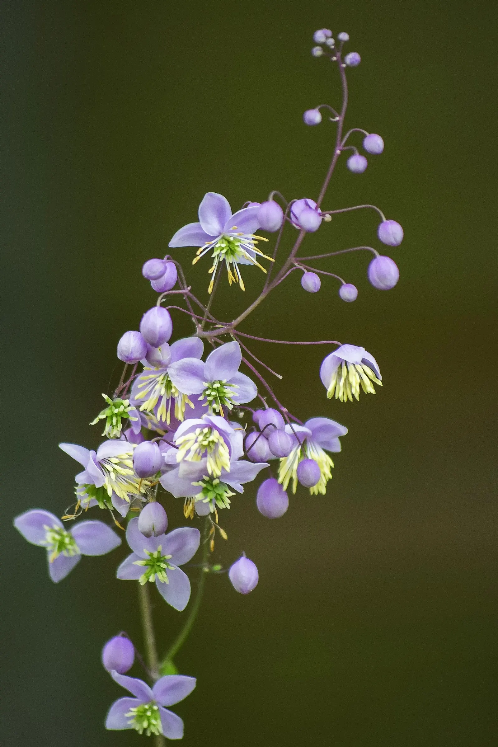 Giant Meadow Rue (Thalictrum Rochebruneanum) — Giant Meadow Rue (Thalictrum rochebruneanum) boasts cloudy tufts of lavender-mauve flowers atop sturdy stems