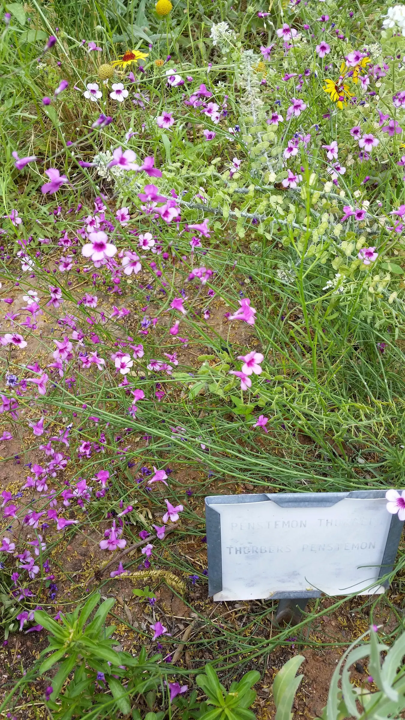 Thurber Penstemon (Penstemon Thurberi) — The Thurber Penstemon (Penstemon thurberi) is a captivating addition to arid and semi-arid landscapes