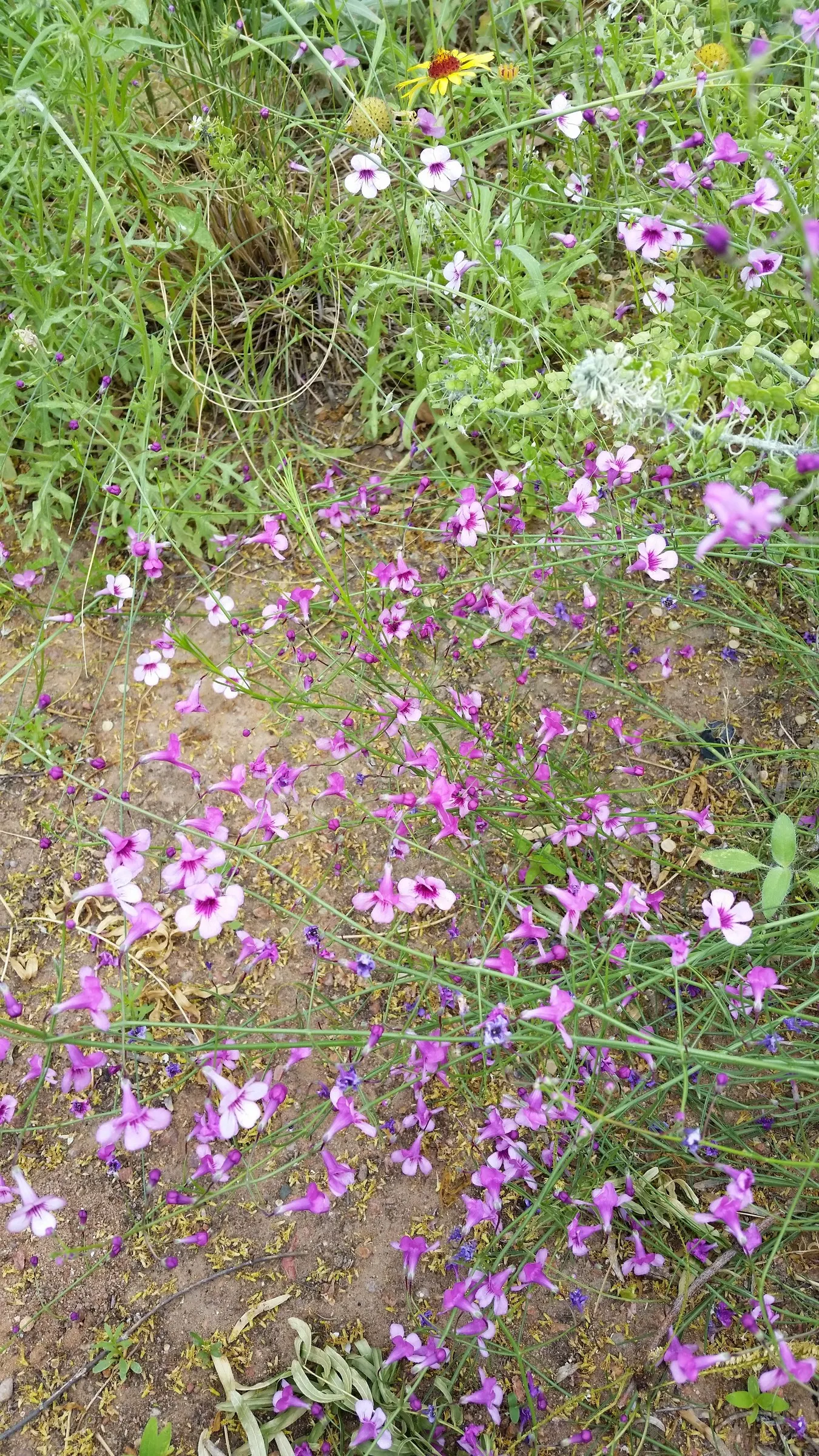 Thurber Penstemon (Penstemon Thurberi) — Blooms appear in summer, adding a splash of color with minimal maintenance