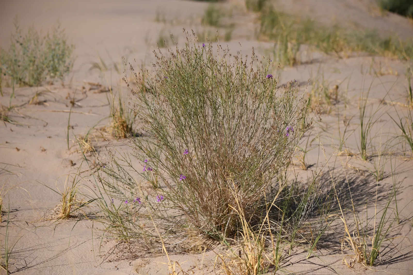 Thurber Penstemon (Penstemon Thurberi) — Thriving in USDA zones 7-10, it reaches up to 3 feet high with a spread of 12-18 inches