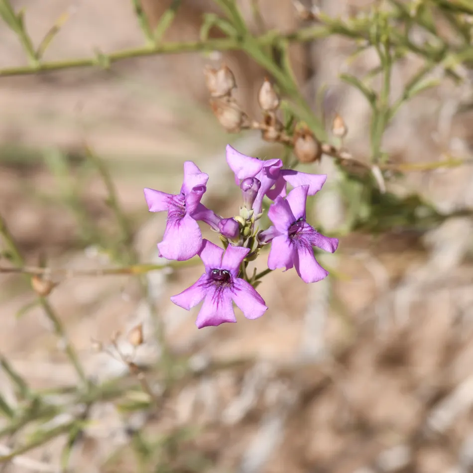 Thurber Penstemon (Penstemon Thurberi) — Plant in well-drained soil with full sun to part shade exposure