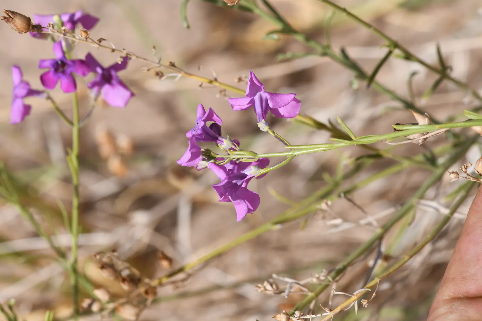 Thurber Penstemon (Penstemon Thurberi) — Drought-tolerant once established, it's ideal for xeriscaping