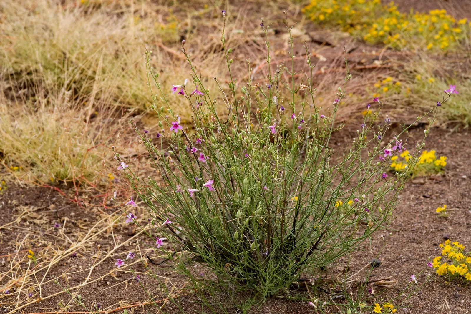 Thurber Penstemon (Penstemon Thurberi) — Thurber Penstemon (Penstemon thurberi) is a perennial favored for its vibrant tubular flowers